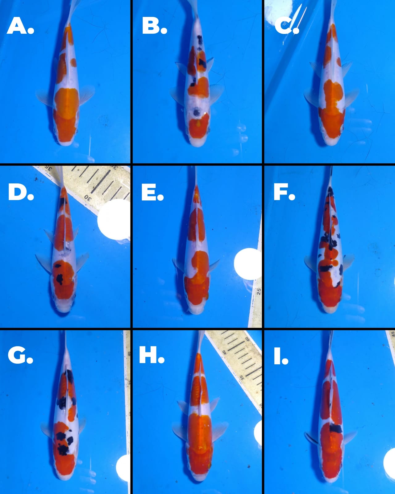 Lelang Koi Online, Jual Beli Ikan Koi, Pasar Koi Terbaik, Agen Lelang Koi, Penawaran Koi Berkualitas, Harga Jual Koi, Lelang Ikan Koi Import, Beli Koi Online, Jual Koi Murah, Koi Showroom, Penjual Koi Terpercaya, Lelang Koi Jakarta, Jual Koi Lokal, Koi Kualitas Unggul, Harga Terbaik Koi, Jual Koi Indukan, Lelang Ikan Hias Koi, Pasar Koi Indonesia, Beli Koi Berkualitas Tinggi, Koi Farm Terbesar, Jual Beli Koi Impor, Lelang Ikan Koi Kualitas Premium, Daftar Harga Koi Terbaru, Pusat Jual Beli Koi, Info Lelang Koi Hari Ini.
