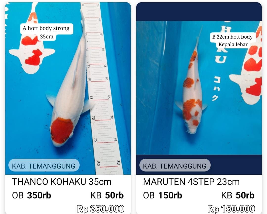 Lelang Koi Online, Jual Beli Ikan Koi, Pasar Koi Terbaik, Agen Lelang Koi, Penawaran Koi Berkualitas, Harga Jual Koi, Lelang Ikan Koi Import, Beli Koi Online, Jual Koi Murah, Koi Showroom, Penjual Koi Terpercaya, Lelang Koi Jakarta, Jual Koi Lokal, Koi Kualitas Unggul, Harga Terbaik Koi, Jual Koi Indukan, Lelang Ikan Hias Koi, Pasar Koi Indonesia, Beli Koi Berkualitas Tinggi, Koi Farm Terbesar, Jual Beli Koi Impor, Lelang Ikan Koi Kualitas Premium, Daftar Harga Koi Terbaru, Pusat Jual Beli Koi, Info Lelang Koi Hari Ini.