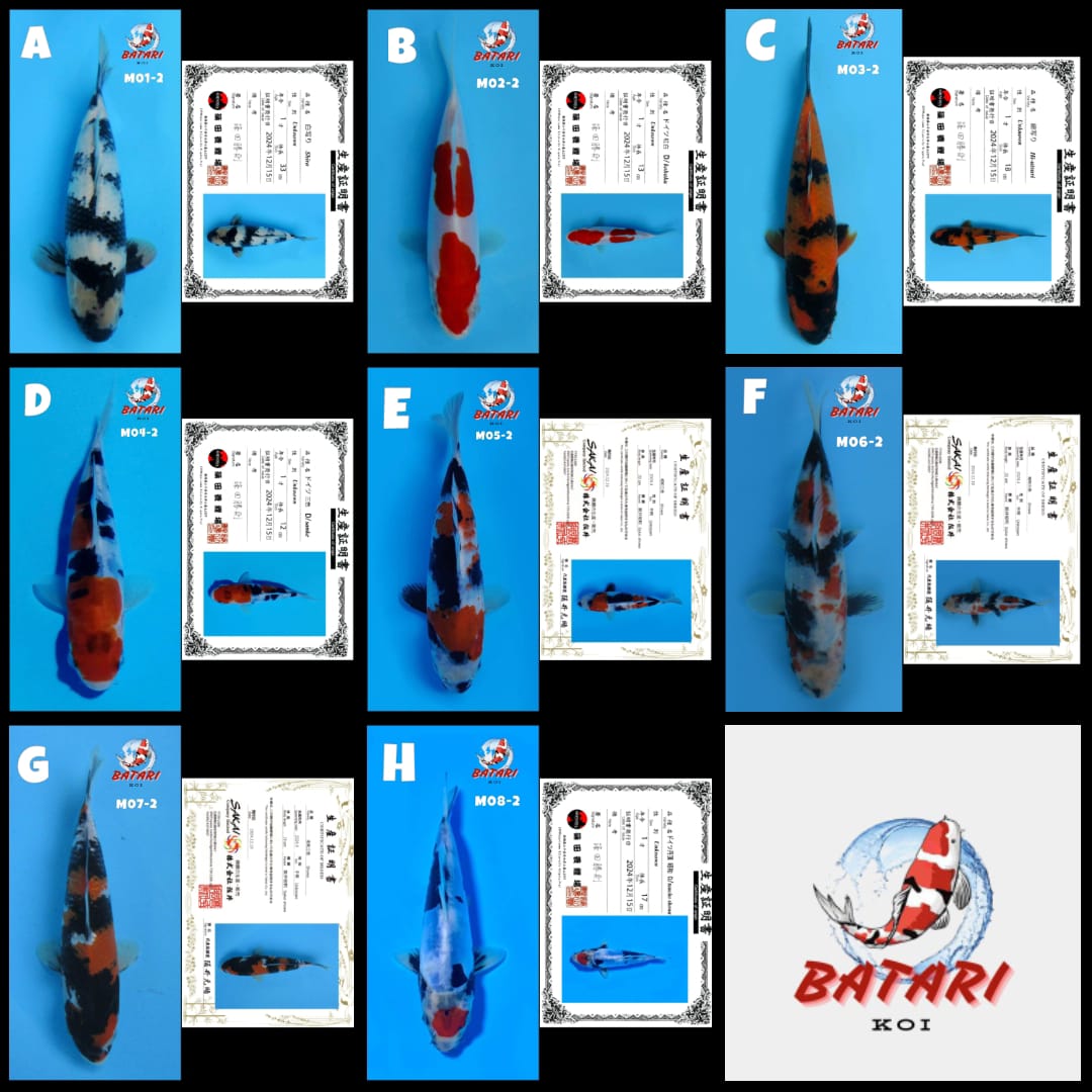 Lelang Koi Online, Jual Beli Ikan Koi, Pasar Koi Terbaik, Agen Lelang Koi, Penawaran Koi Berkualitas, Harga Jual Koi, Lelang Ikan Koi Import, Beli Koi Online, Jual Koi Murah, Koi Showroom, Penjual Koi Terpercaya, Lelang Koi Jakarta, Jual Koi Lokal, Koi Kualitas Unggul, Harga Terbaik Koi, Jual Koi Indukan, Lelang Ikan Hias Koi, Pasar Koi Indonesia, Beli Koi Berkualitas Tinggi, Koi Farm Terbesar, Jual Beli Koi Impor, Lelang Ikan Koi Kualitas Premium, Daftar Harga Koi Terbaru, Pusat Jual Beli Koi, Info Lelang Koi Hari Ini.