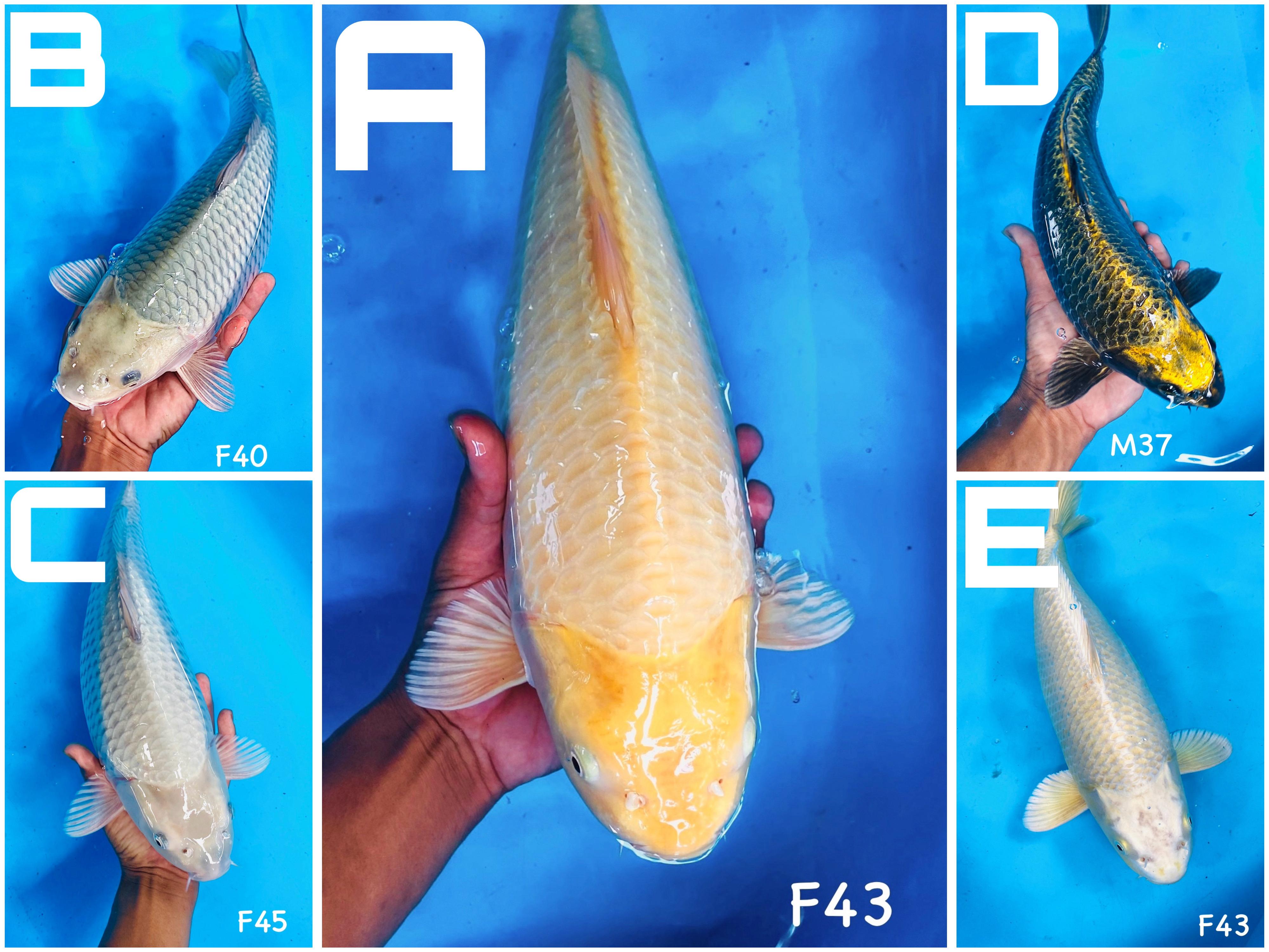 Lelang Koi Online, Jual Beli Ikan Koi, Pasar Koi Terbaik, Agen Lelang Koi, Penawaran Koi Berkualitas, Harga Jual Koi, Lelang Ikan Koi Import, Beli Koi Online, Jual Koi Murah, Koi Showroom, Penjual Koi Terpercaya, Lelang Koi Jakarta, Jual Koi Lokal, Koi Kualitas Unggul, Harga Terbaik Koi, Jual Koi Indukan, Lelang Ikan Hias Koi, Pasar Koi Indonesia, Beli Koi Berkualitas Tinggi, Koi Farm Terbesar, Jual Beli Koi Impor, Lelang Ikan Koi Kualitas Premium, Daftar Harga Koi Terbaru, Pusat Jual Beli Koi, Info Lelang Koi Hari Ini.