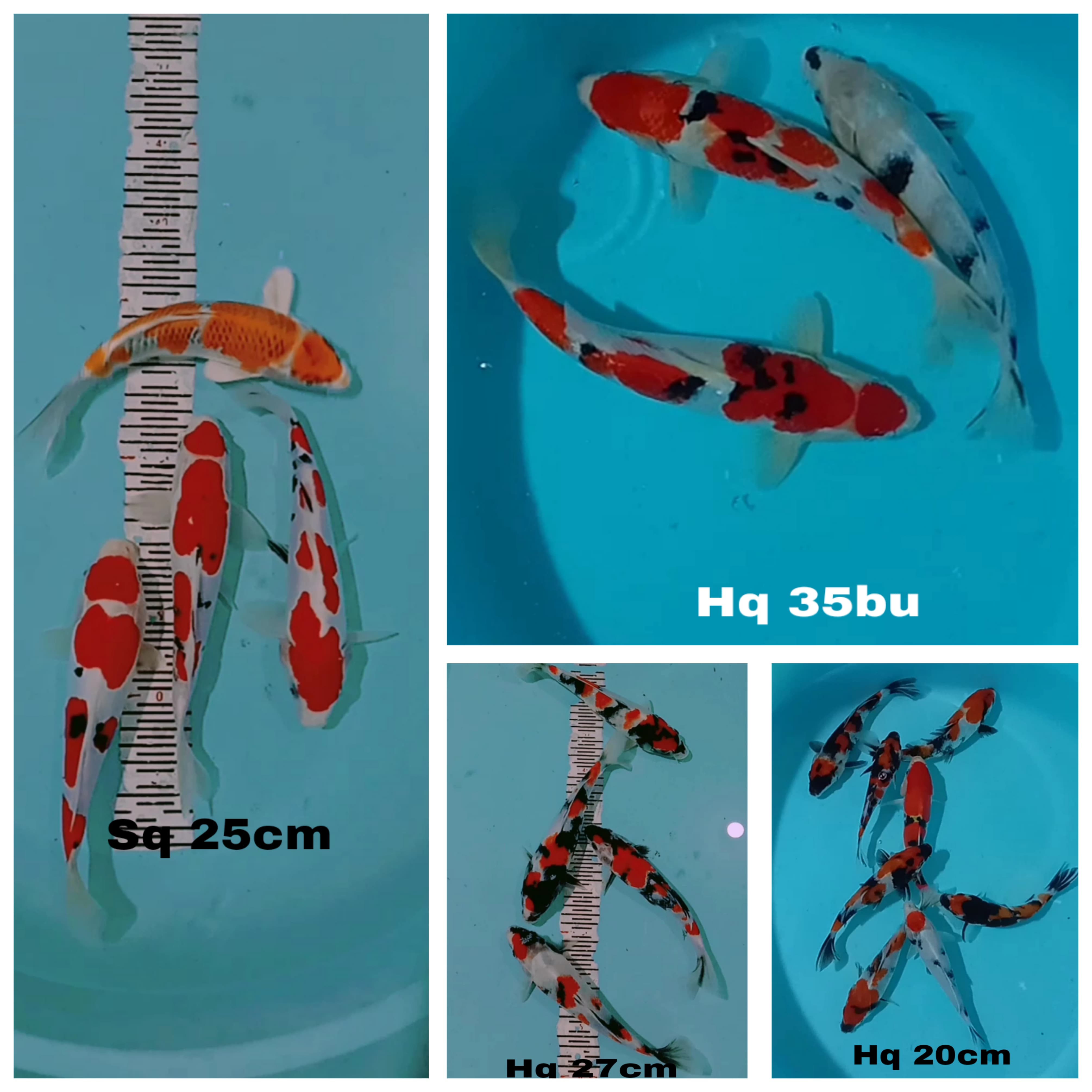 Lelang Koi Online, Jual Beli Ikan Koi, Pasar Koi Terbaik, Agen Lelang Koi, Penawaran Koi Berkualitas, Harga Jual Koi, Lelang Ikan Koi Import, Beli Koi Online, Jual Koi Murah, Koi Showroom, Penjual Koi Terpercaya, Lelang Koi Jakarta, Jual Koi Lokal, Koi Kualitas Unggul, Harga Terbaik Koi, Jual Koi Indukan, Lelang Ikan Hias Koi, Pasar Koi Indonesia, Beli Koi Berkualitas Tinggi, Koi Farm Terbesar, Jual Beli Koi Impor, Lelang Ikan Koi Kualitas Premium, Daftar Harga Koi Terbaru, Pusat Jual Beli Koi, Info Lelang Koi Hari Ini.