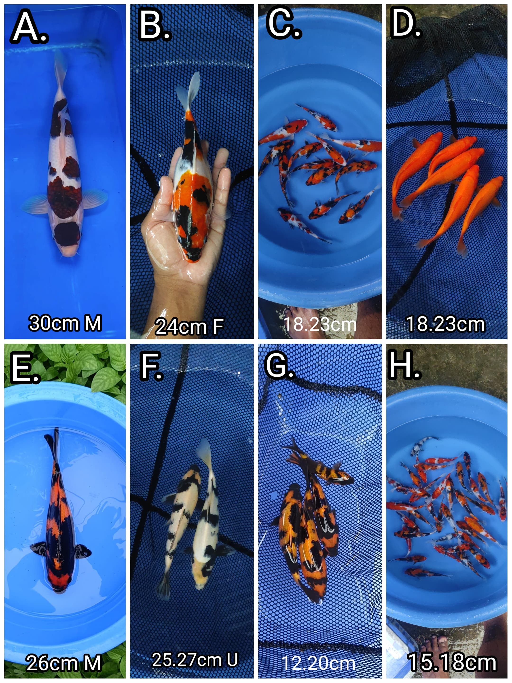 Lelang Koi Online, Jual Beli Ikan Koi, Pasar Koi Terbaik, Agen Lelang Koi, Penawaran Koi Berkualitas, Harga Jual Koi, Lelang Ikan Koi Import, Beli Koi Online, Jual Koi Murah, Koi Showroom, Penjual Koi Terpercaya, Lelang Koi Jakarta, Jual Koi Lokal, Koi Kualitas Unggul, Harga Terbaik Koi, Jual Koi Indukan, Lelang Ikan Hias Koi, Pasar Koi Indonesia, Beli Koi Berkualitas Tinggi, Koi Farm Terbesar, Jual Beli Koi Impor, Lelang Ikan Koi Kualitas Premium, Daftar Harga Koi Terbaru, Pusat Jual Beli Koi, Info Lelang Koi Hari Ini.