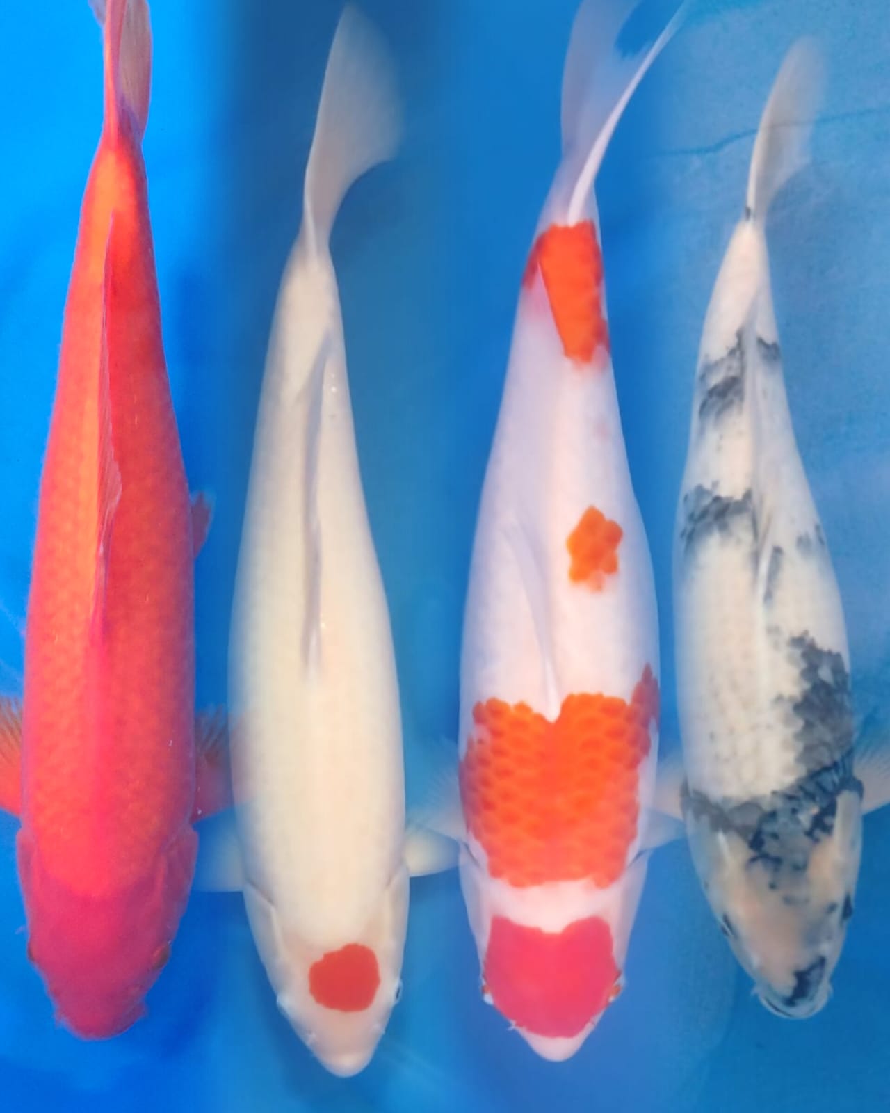 Lelang Koi Online, Jual Beli Ikan Koi, Pasar Koi Terbaik, Agen Lelang Koi, Penawaran Koi Berkualitas, Harga Jual Koi, Lelang Ikan Koi Import, Beli Koi Online, Jual Koi Murah, Koi Showroom, Penjual Koi Terpercaya, Lelang Koi Jakarta, Jual Koi Lokal, Koi Kualitas Unggul, Harga Terbaik Koi, Jual Koi Indukan, Lelang Ikan Hias Koi, Pasar Koi Indonesia, Beli Koi Berkualitas Tinggi, Koi Farm Terbesar, Jual Beli Koi Impor, Lelang Ikan Koi Kualitas Premium, Daftar Harga Koi Terbaru, Pusat Jual Beli Koi, Info Lelang Koi Hari Ini.