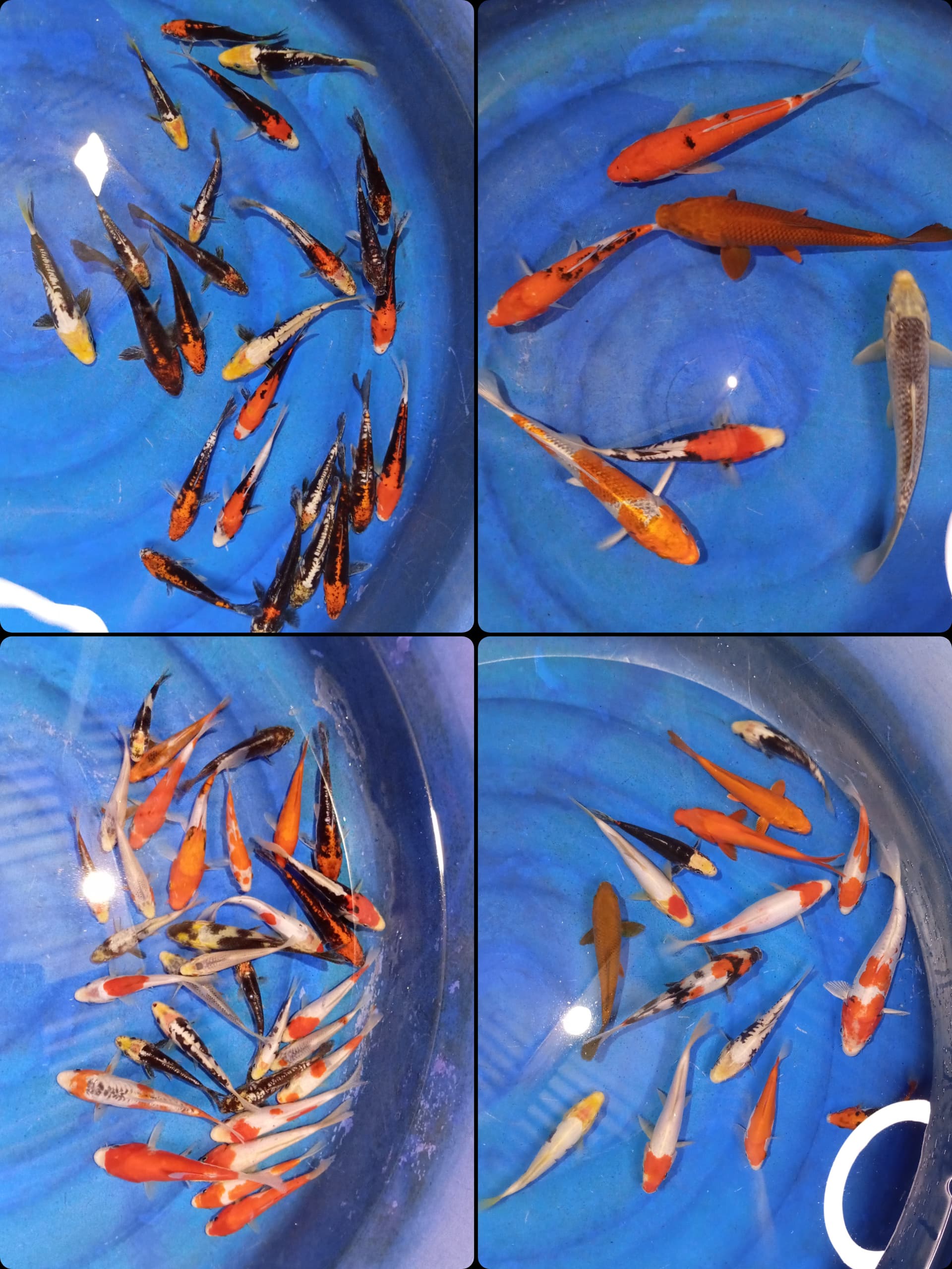 Lelang Koi Online, Jual Beli Ikan Koi, Pasar Koi Terbaik, Agen Lelang Koi, Penawaran Koi Berkualitas, Harga Jual Koi, Lelang Ikan Koi Import, Beli Koi Online, Jual Koi Murah, Koi Showroom, Penjual Koi Terpercaya, Lelang Koi Jakarta, Jual Koi Lokal, Koi Kualitas Unggul, Harga Terbaik Koi, Jual Koi Indukan, Lelang Ikan Hias Koi, Pasar Koi Indonesia, Beli Koi Berkualitas Tinggi, Koi Farm Terbesar, Jual Beli Koi Impor, Lelang Ikan Koi Kualitas Premium, Daftar Harga Koi Terbaru, Pusat Jual Beli Koi, Info Lelang Koi Hari Ini.