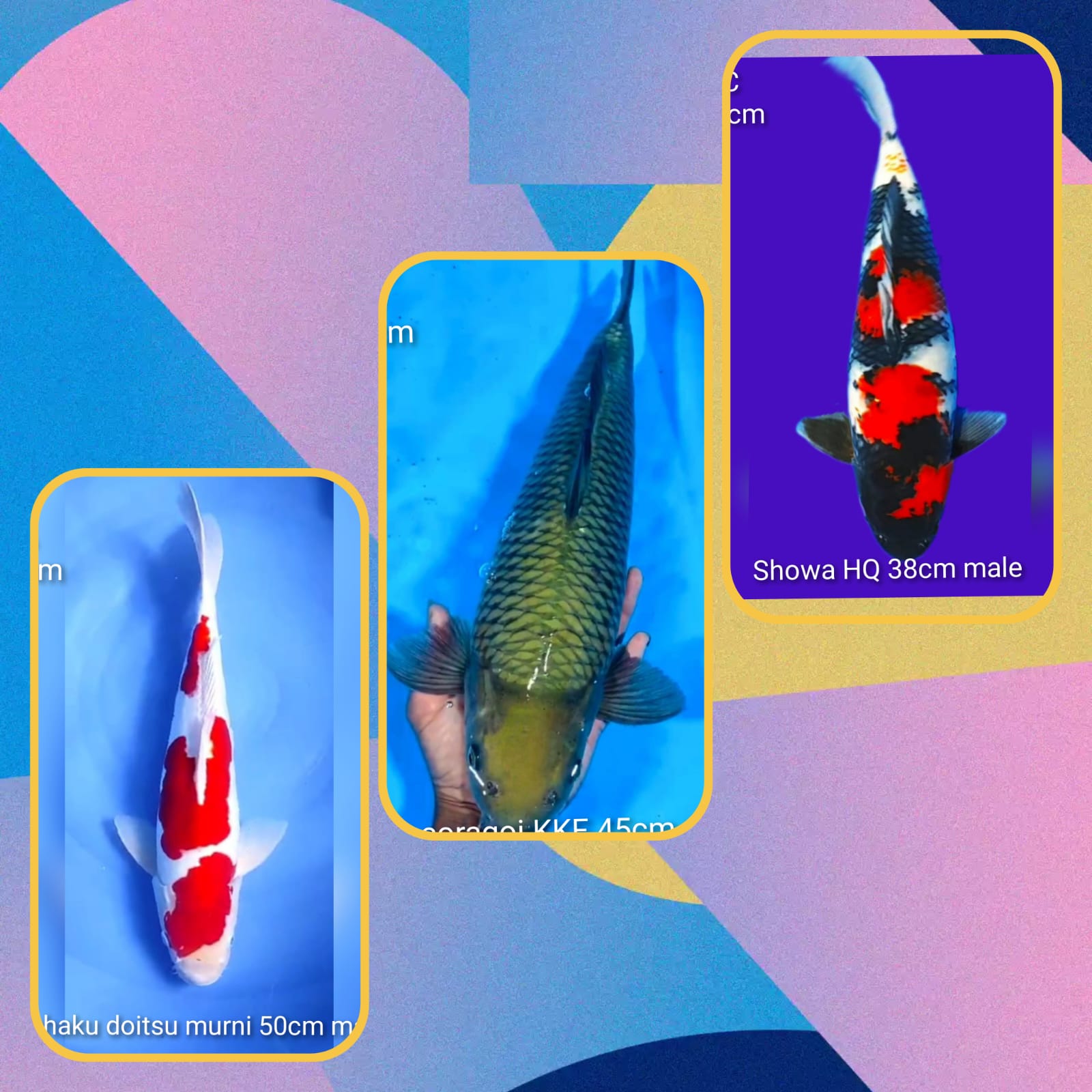Lelang Koi Online, Jual Beli Ikan Koi, Pasar Koi Terbaik, Agen Lelang Koi, Penawaran Koi Berkualitas, Harga Jual Koi, Lelang Ikan Koi Import, Beli Koi Online, Jual Koi Murah, Koi Showroom, Penjual Koi Terpercaya, Lelang Koi Jakarta, Jual Koi Lokal, Koi Kualitas Unggul, Harga Terbaik Koi, Jual Koi Indukan, Lelang Ikan Hias Koi, Pasar Koi Indonesia, Beli Koi Berkualitas Tinggi, Koi Farm Terbesar, Jual Beli Koi Impor, Lelang Ikan Koi Kualitas Premium, Daftar Harga Koi Terbaru, Pusat Jual Beli Koi, Info Lelang Koi Hari Ini.