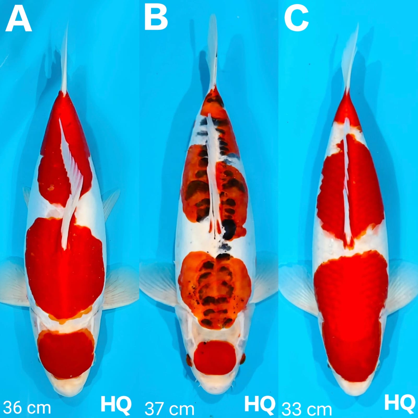 Lelang Koi Online, Jual Beli Ikan Koi, Pasar Koi Terbaik, Agen Lelang Koi, Penawaran Koi Berkualitas, Harga Jual Koi, Lelang Ikan Koi Import, Beli Koi Online, Jual Koi Murah, Koi Showroom, Penjual Koi Terpercaya, Lelang Koi Jakarta, Jual Koi Lokal, Koi Kualitas Unggul, Harga Terbaik Koi, Jual Koi Indukan, Lelang Ikan Hias Koi, Pasar Koi Indonesia, Beli Koi Berkualitas Tinggi, Koi Farm Terbesar, Jual Beli Koi Impor, Lelang Ikan Koi Kualitas Premium, Daftar Harga Koi Terbaru, Pusat Jual Beli Koi, Info Lelang Koi Hari Ini.
