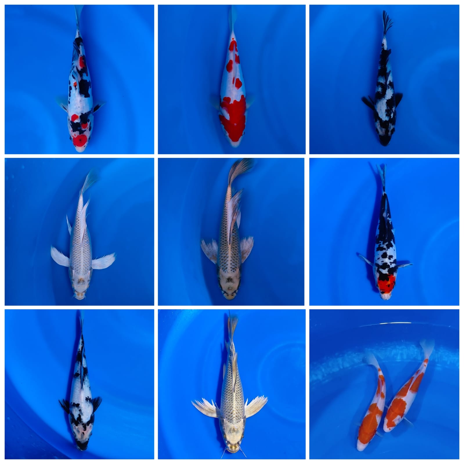 Lelang Koi Online, Jual Beli Ikan Koi, Pasar Koi Terbaik, Agen Lelang Koi, Penawaran Koi Berkualitas, Harga Jual Koi, Lelang Ikan Koi Import, Beli Koi Online, Jual Koi Murah, Koi Showroom, Penjual Koi Terpercaya, Lelang Koi Jakarta, Jual Koi Lokal, Koi Kualitas Unggul, Harga Terbaik Koi, Jual Koi Indukan, Lelang Ikan Hias Koi, Pasar Koi Indonesia, Beli Koi Berkualitas Tinggi, Koi Farm Terbesar, Jual Beli Koi Impor, Lelang Ikan Koi Kualitas Premium, Daftar Harga Koi Terbaru, Pusat Jual Beli Koi, Info Lelang Koi Hari Ini.
