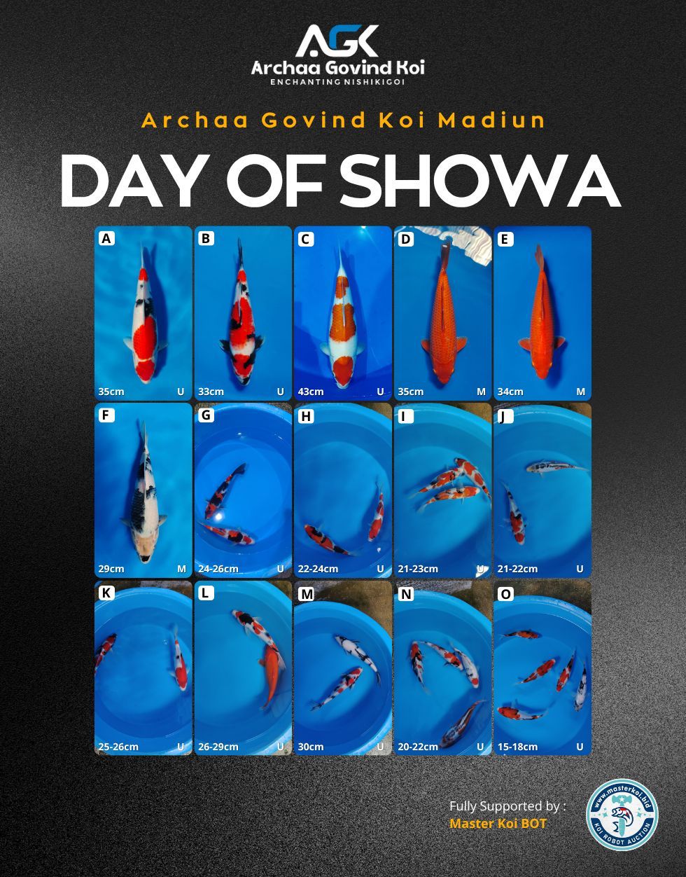 Lelang Koi Online, Jual Beli Ikan Koi, Pasar Koi Terbaik, Agen Lelang Koi, Penawaran Koi Berkualitas, Harga Jual Koi, Lelang Ikan Koi Import, Beli Koi Online, Jual Koi Murah, Koi Showroom, Penjual Koi Terpercaya, Lelang Koi Jakarta, Jual Koi Lokal, Koi Kualitas Unggul, Harga Terbaik Koi, Jual Koi Indukan, Lelang Ikan Hias Koi, Pasar Koi Indonesia, Beli Koi Berkualitas Tinggi, Koi Farm Terbesar, Jual Beli Koi Impor, Lelang Ikan Koi Kualitas Premium, Daftar Harga Koi Terbaru, Pusat Jual Beli Koi, Info Lelang Koi Hari Ini.