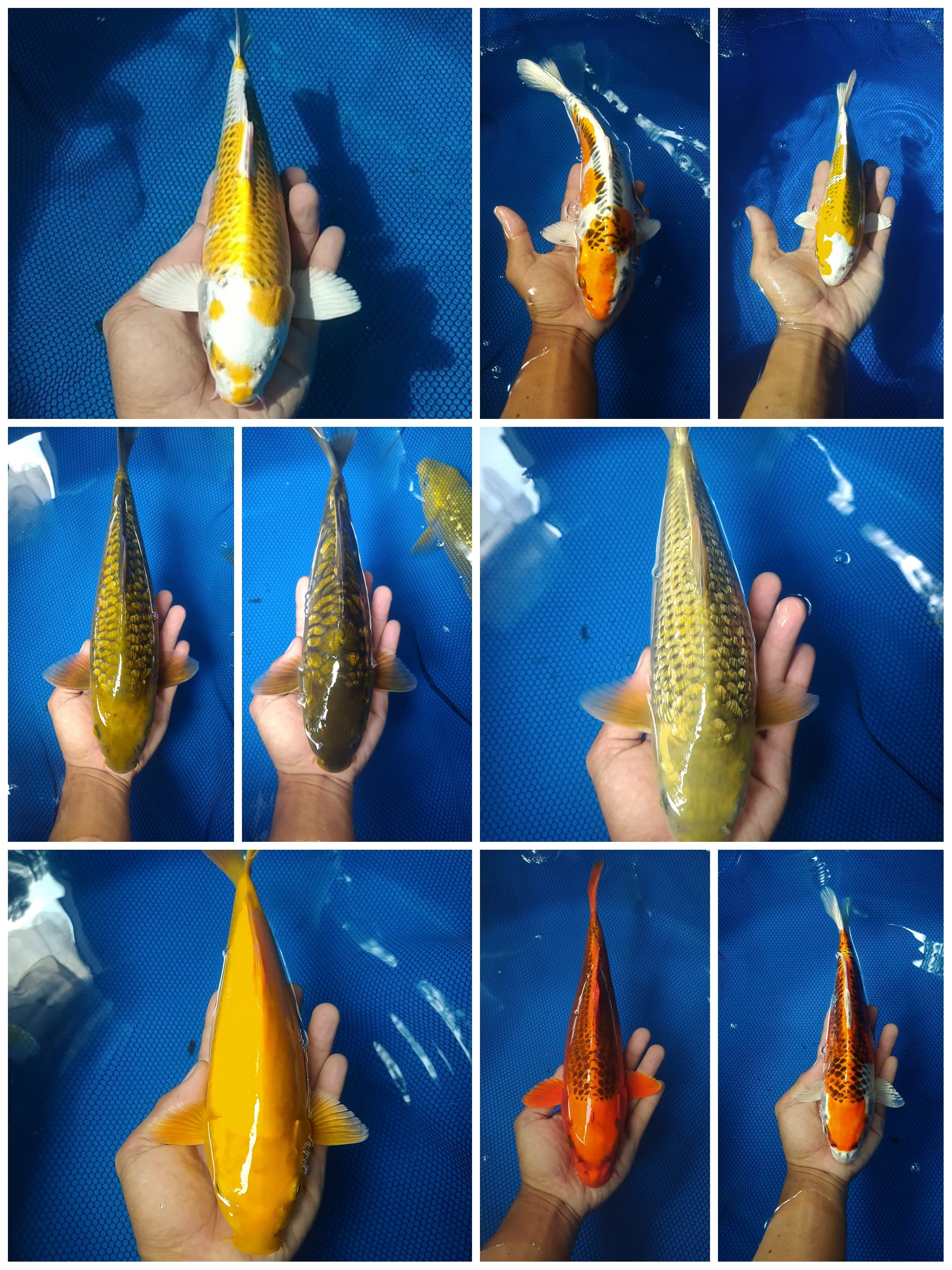 Lelang Koi Online, Jual Beli Ikan Koi, Pasar Koi Terbaik, Agen Lelang Koi, Penawaran Koi Berkualitas, Harga Jual Koi, Lelang Ikan Koi Import, Beli Koi Online, Jual Koi Murah, Koi Showroom, Penjual Koi Terpercaya, Lelang Koi Jakarta, Jual Koi Lokal, Koi Kualitas Unggul, Harga Terbaik Koi, Jual Koi Indukan, Lelang Ikan Hias Koi, Pasar Koi Indonesia, Beli Koi Berkualitas Tinggi, Koi Farm Terbesar, Jual Beli Koi Impor, Lelang Ikan Koi Kualitas Premium, Daftar Harga Koi Terbaru, Pusat Jual Beli Koi, Info Lelang Koi Hari Ini.