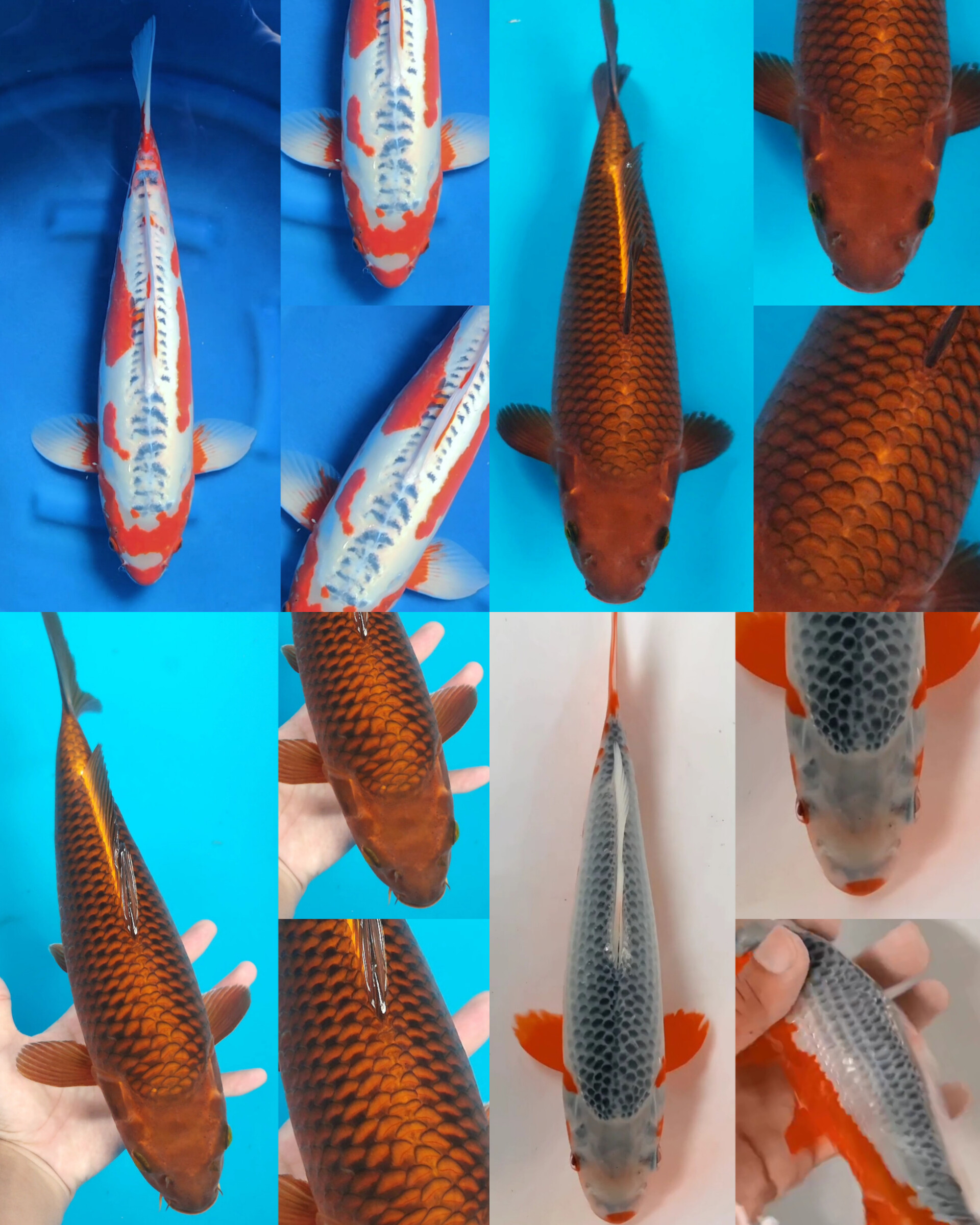 Lelang Koi Online, Jual Beli Ikan Koi, Pasar Koi Terbaik, Agen Lelang Koi, Penawaran Koi Berkualitas, Harga Jual Koi, Lelang Ikan Koi Import, Beli Koi Online, Jual Koi Murah, Koi Showroom, Penjual Koi Terpercaya, Lelang Koi Jakarta, Jual Koi Lokal, Koi Kualitas Unggul, Harga Terbaik Koi, Jual Koi Indukan, Lelang Ikan Hias Koi, Pasar Koi Indonesia, Beli Koi Berkualitas Tinggi, Koi Farm Terbesar, Jual Beli Koi Impor, Lelang Ikan Koi Kualitas Premium, Daftar Harga Koi Terbaru, Pusat Jual Beli Koi, Info Lelang Koi Hari Ini.