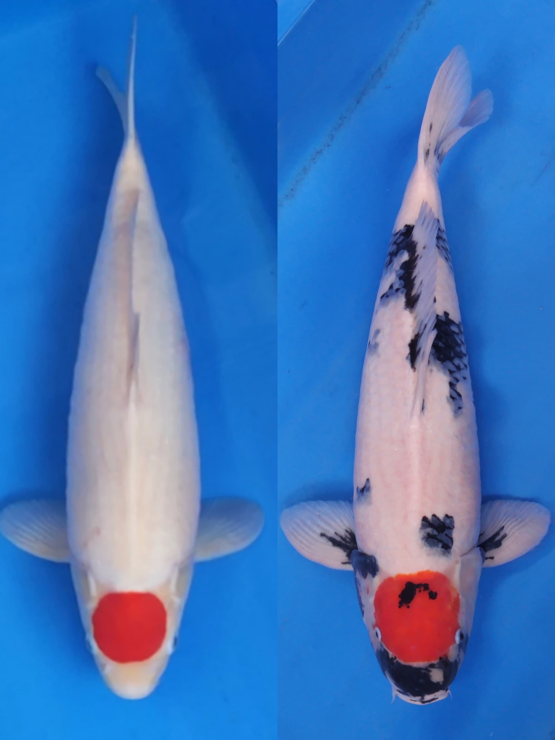 Lelang Koi Online, Jual Beli Ikan Koi, Pasar Koi Terbaik, Agen Lelang Koi, Penawaran Koi Berkualitas, Harga Jual Koi, Lelang Ikan Koi Import, Beli Koi Online, Jual Koi Murah, Koi Showroom, Penjual Koi Terpercaya, Lelang Koi Jakarta, Jual Koi Lokal, Koi Kualitas Unggul, Harga Terbaik Koi, Jual Koi Indukan, Lelang Ikan Hias Koi, Pasar Koi Indonesia, Beli Koi Berkualitas Tinggi, Koi Farm Terbesar, Jual Beli Koi Impor, Lelang Ikan Koi Kualitas Premium, Daftar Harga Koi Terbaru, Pusat Jual Beli Koi, Info Lelang Koi Hari Ini.