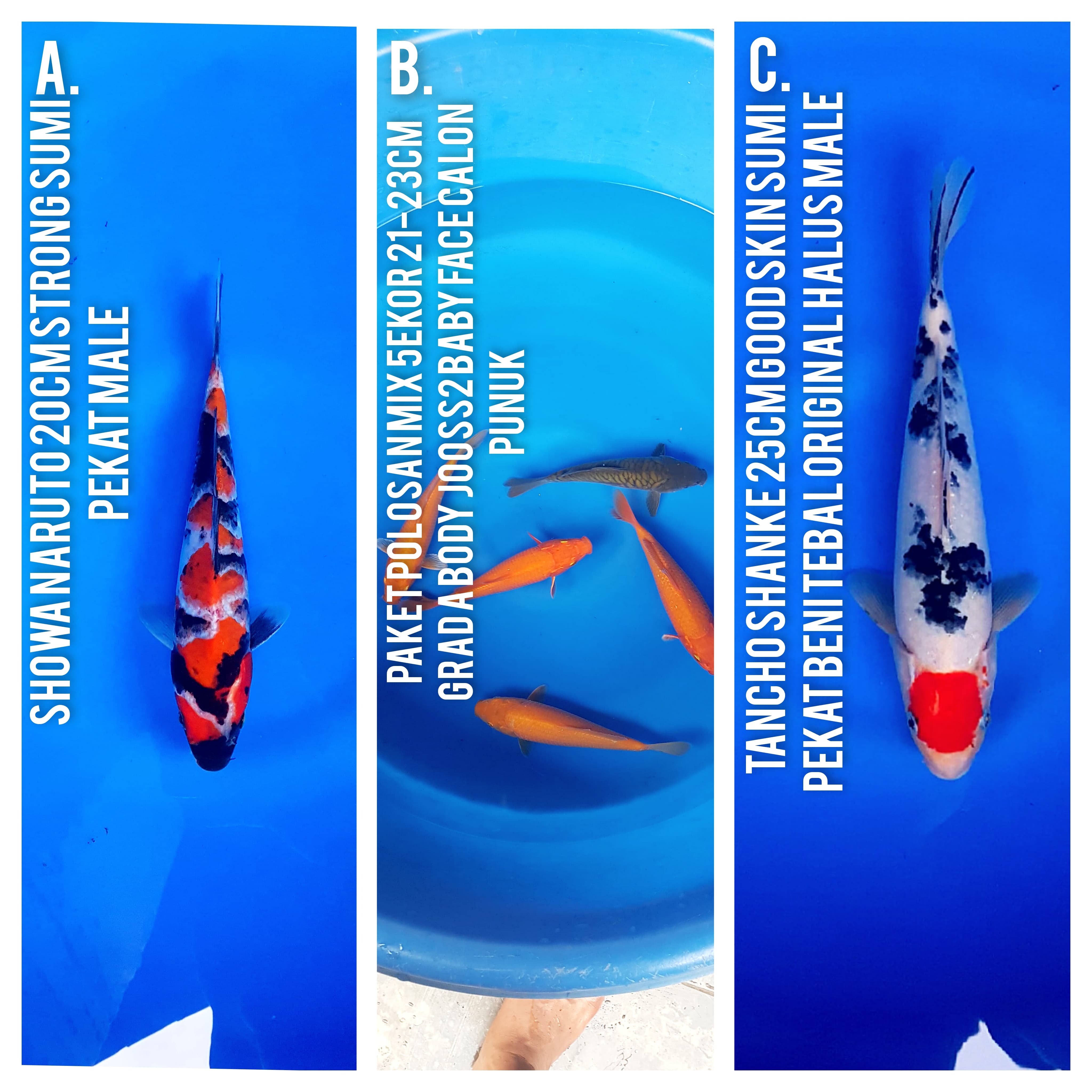 Lelang Koi Online, Jual Beli Ikan Koi, Pasar Koi Terbaik, Agen Lelang Koi, Penawaran Koi Berkualitas, Harga Jual Koi, Lelang Ikan Koi Import, Beli Koi Online, Jual Koi Murah, Koi Showroom, Penjual Koi Terpercaya, Lelang Koi Jakarta, Jual Koi Lokal, Koi Kualitas Unggul, Harga Terbaik Koi, Jual Koi Indukan, Lelang Ikan Hias Koi, Pasar Koi Indonesia, Beli Koi Berkualitas Tinggi, Koi Farm Terbesar, Jual Beli Koi Impor, Lelang Ikan Koi Kualitas Premium, Daftar Harga Koi Terbaru, Pusat Jual Beli Koi, Info Lelang Koi Hari Ini.
