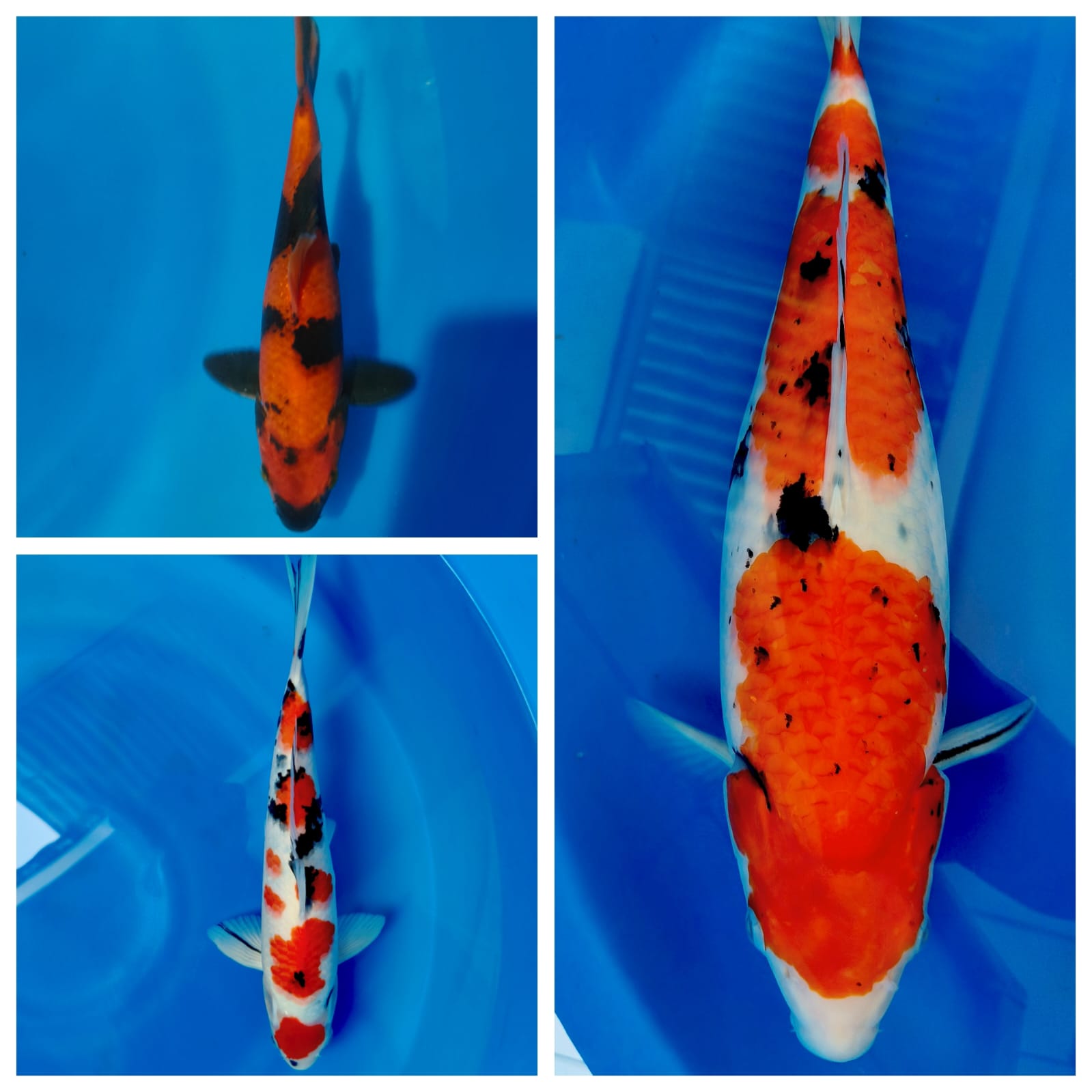 Lelang Koi Online, Jual Beli Ikan Koi, Pasar Koi Terbaik, Agen Lelang Koi, Penawaran Koi Berkualitas, Harga Jual Koi, Lelang Ikan Koi Import, Beli Koi Online, Jual Koi Murah, Koi Showroom, Penjual Koi Terpercaya, Lelang Koi Jakarta, Jual Koi Lokal, Koi Kualitas Unggul, Harga Terbaik Koi, Jual Koi Indukan, Lelang Ikan Hias Koi, Pasar Koi Indonesia, Beli Koi Berkualitas Tinggi, Koi Farm Terbesar, Jual Beli Koi Impor, Lelang Ikan Koi Kualitas Premium, Daftar Harga Koi Terbaru, Pusat Jual Beli Koi, Info Lelang Koi Hari Ini.