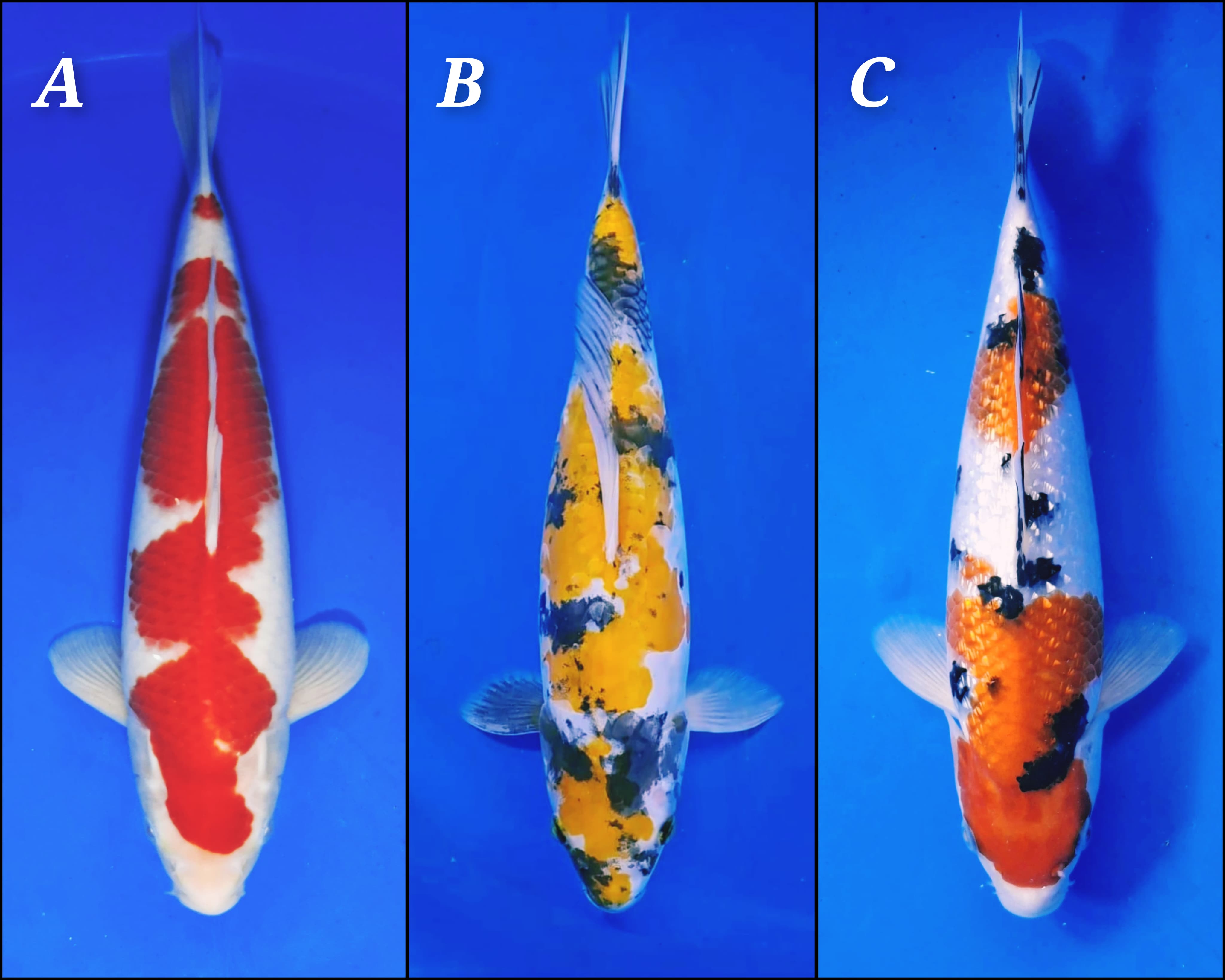 Lelang Koi Online, Jual Beli Ikan Koi, Pasar Koi Terbaik, Agen Lelang Koi, Penawaran Koi Berkualitas, Harga Jual Koi, Lelang Ikan Koi Import, Beli Koi Online, Jual Koi Murah, Koi Showroom, Penjual Koi Terpercaya, Lelang Koi Jakarta, Jual Koi Lokal, Koi Kualitas Unggul, Harga Terbaik Koi, Jual Koi Indukan, Lelang Ikan Hias Koi, Pasar Koi Indonesia, Beli Koi Berkualitas Tinggi, Koi Farm Terbesar, Jual Beli Koi Impor, Lelang Ikan Koi Kualitas Premium, Daftar Harga Koi Terbaru, Pusat Jual Beli Koi, Info Lelang Koi Hari Ini.