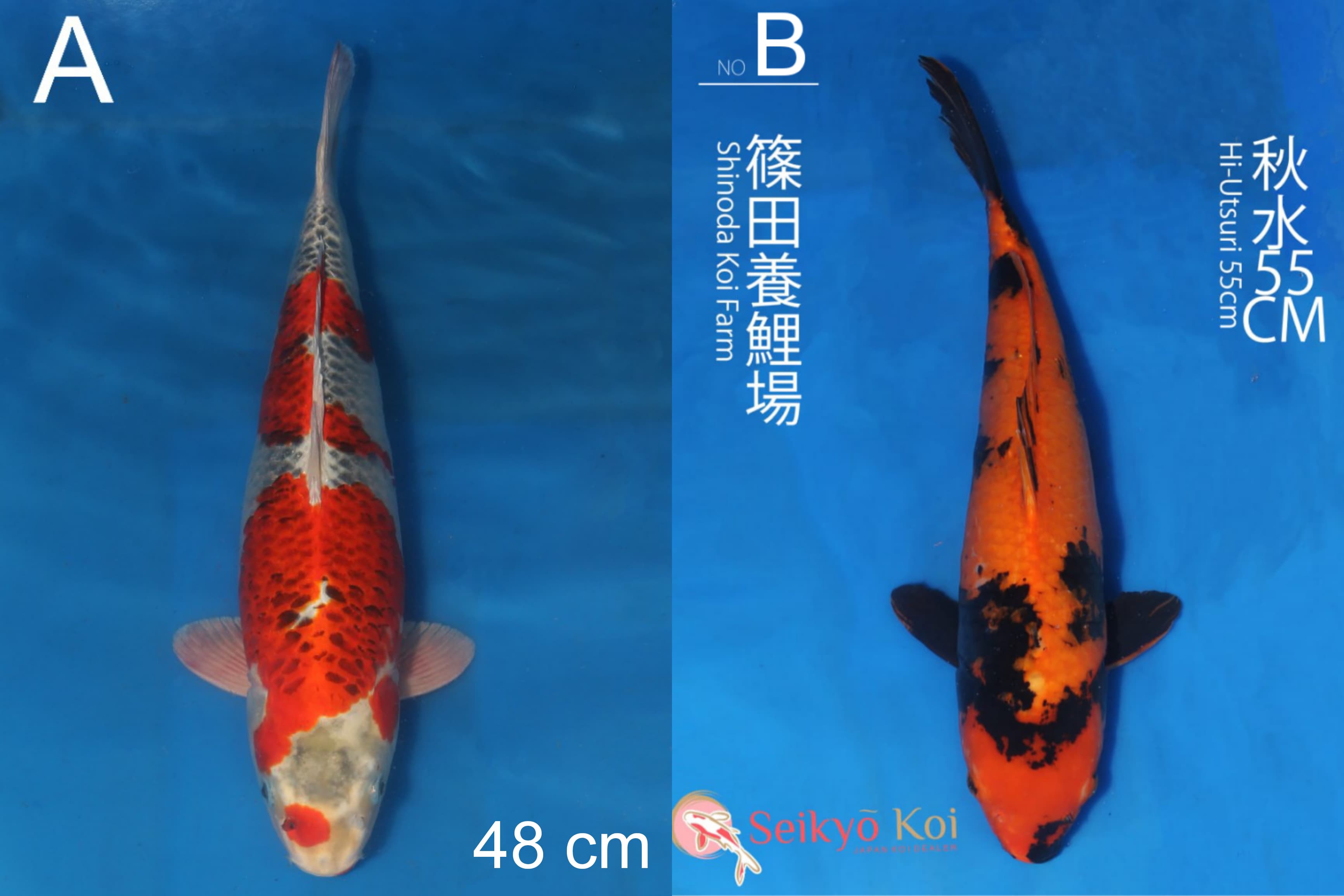 Lelang Koi Online, Jual Beli Ikan Koi, Pasar Koi Terbaik, Agen Lelang Koi, Penawaran Koi Berkualitas, Harga Jual Koi, Lelang Ikan Koi Import, Beli Koi Online, Jual Koi Murah, Koi Showroom, Penjual Koi Terpercaya, Lelang Koi Jakarta, Jual Koi Lokal, Koi Kualitas Unggul, Harga Terbaik Koi, Jual Koi Indukan, Lelang Ikan Hias Koi, Pasar Koi Indonesia, Beli Koi Berkualitas Tinggi, Koi Farm Terbesar, Jual Beli Koi Impor, Lelang Ikan Koi Kualitas Premium, Daftar Harga Koi Terbaru, Pusat Jual Beli Koi, Info Lelang Koi Hari Ini.