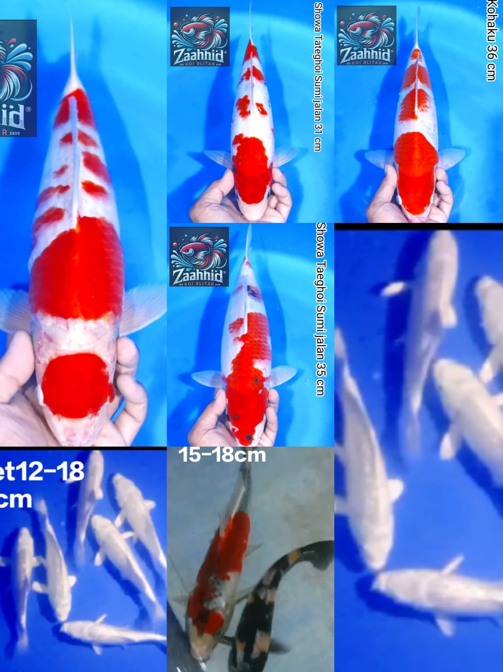 Lelang Koi Online, Jual Beli Ikan Koi, Pasar Koi Terbaik, Agen Lelang Koi, Penawaran Koi Berkualitas, Harga Jual Koi, Lelang Ikan Koi Import, Beli Koi Online, Jual Koi Murah, Koi Showroom, Penjual Koi Terpercaya, Lelang Koi Jakarta, Jual Koi Lokal, Koi Kualitas Unggul, Harga Terbaik Koi, Jual Koi Indukan, Lelang Ikan Hias Koi, Pasar Koi Indonesia, Beli Koi Berkualitas Tinggi, Koi Farm Terbesar, Jual Beli Koi Impor, Lelang Ikan Koi Kualitas Premium, Daftar Harga Koi Terbaru, Pusat Jual Beli Koi, Info Lelang Koi Hari Ini.