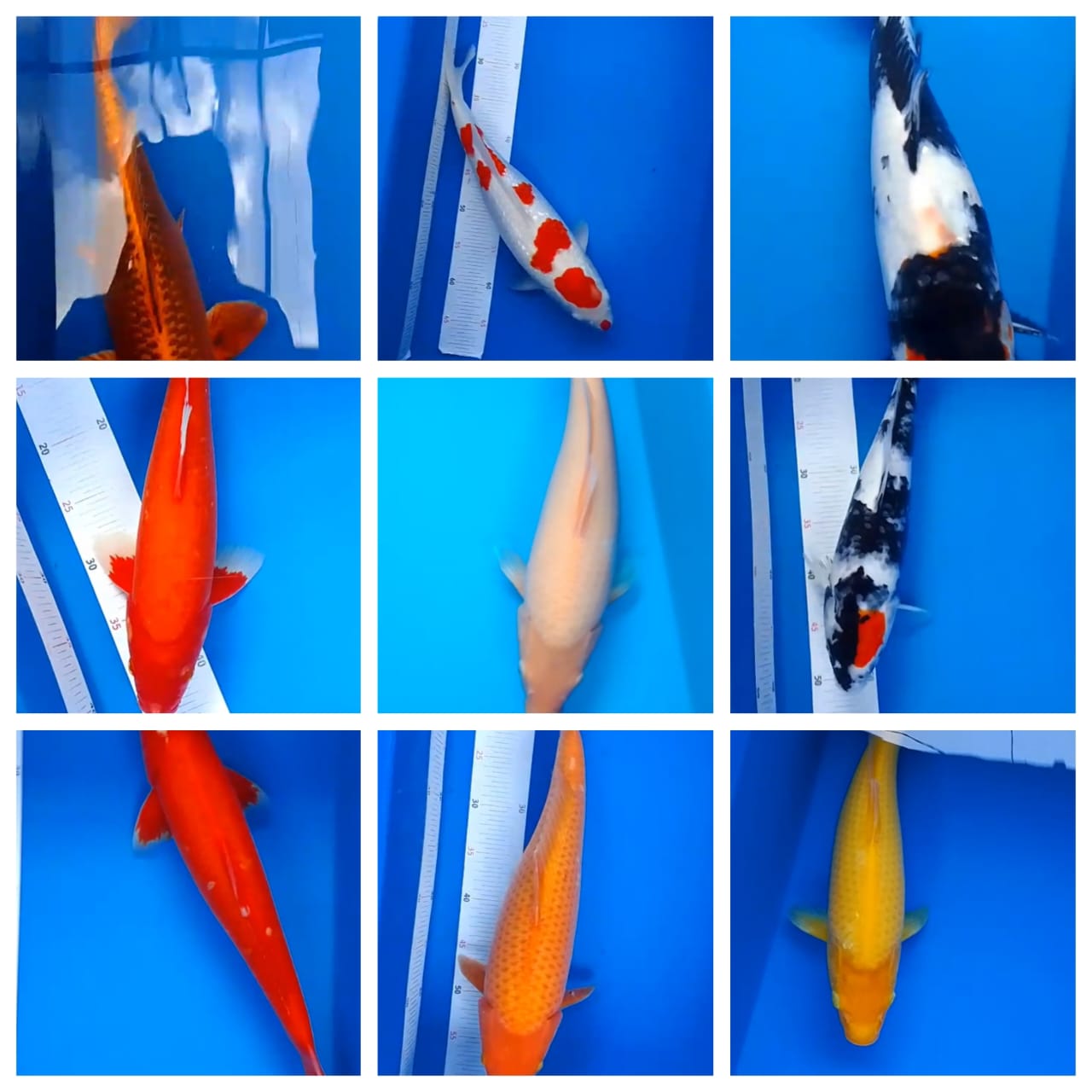 Lelang Koi Online, Jual Beli Ikan Koi, Pasar Koi Terbaik, Agen Lelang Koi, Penawaran Koi Berkualitas, Harga Jual Koi, Lelang Ikan Koi Import, Beli Koi Online, Jual Koi Murah, Koi Showroom, Penjual Koi Terpercaya, Lelang Koi Jakarta, Jual Koi Lokal, Koi Kualitas Unggul, Harga Terbaik Koi, Jual Koi Indukan, Lelang Ikan Hias Koi, Pasar Koi Indonesia, Beli Koi Berkualitas Tinggi, Koi Farm Terbesar, Jual Beli Koi Impor, Lelang Ikan Koi Kualitas Premium, Daftar Harga Koi Terbaru, Pusat Jual Beli Koi, Info Lelang Koi Hari Ini.