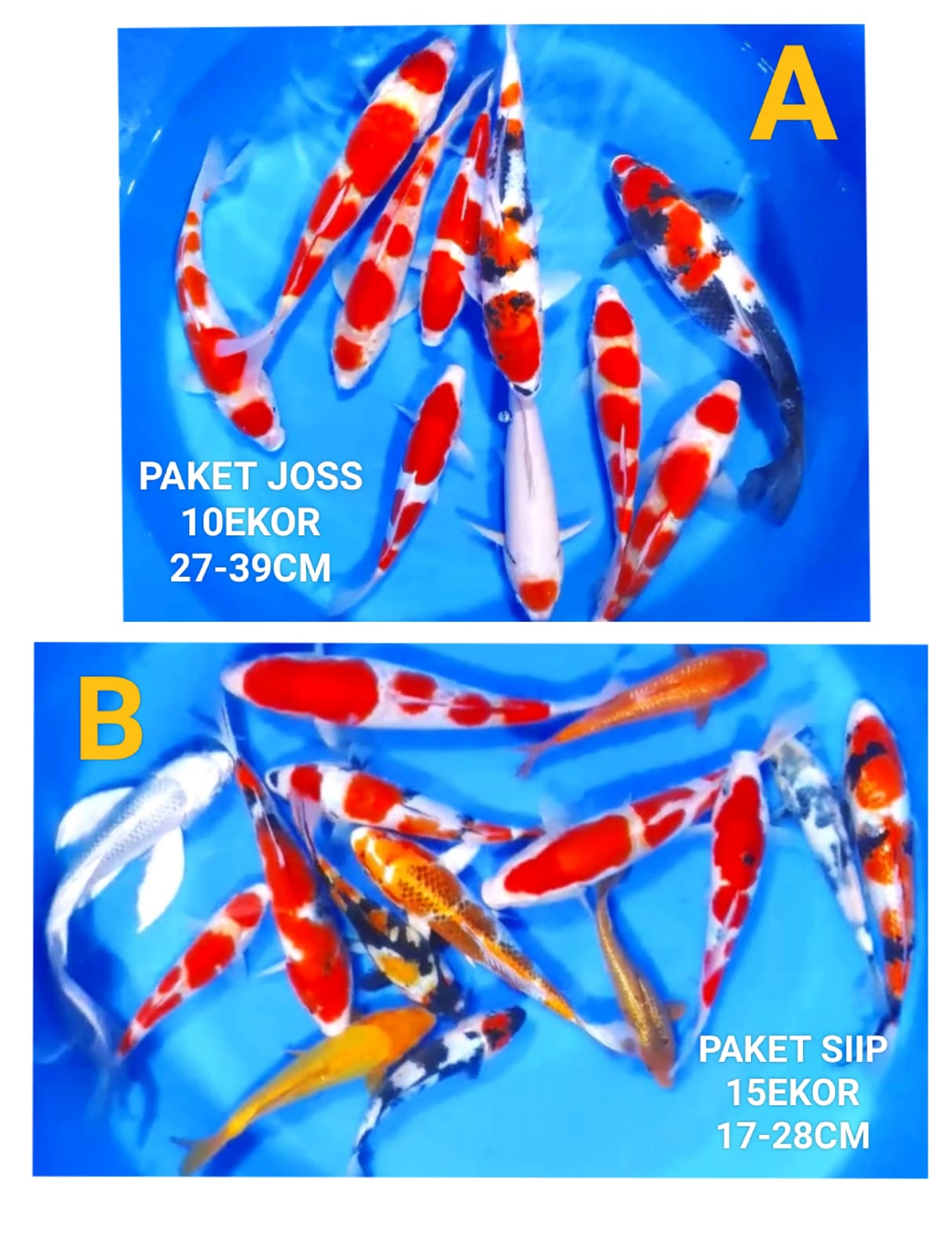 Lelang Koi Online, Jual Beli Ikan Koi, Pasar Koi Terbaik, Agen Lelang Koi, Penawaran Koi Berkualitas, Harga Jual Koi, Lelang Ikan Koi Import, Beli Koi Online, Jual Koi Murah, Koi Showroom, Penjual Koi Terpercaya, Lelang Koi Jakarta, Jual Koi Lokal, Koi Kualitas Unggul, Harga Terbaik Koi, Jual Koi Indukan, Lelang Ikan Hias Koi, Pasar Koi Indonesia, Beli Koi Berkualitas Tinggi, Koi Farm Terbesar, Jual Beli Koi Impor, Lelang Ikan Koi Kualitas Premium, Daftar Harga Koi Terbaru, Pusat Jual Beli Koi, Info Lelang Koi Hari Ini.