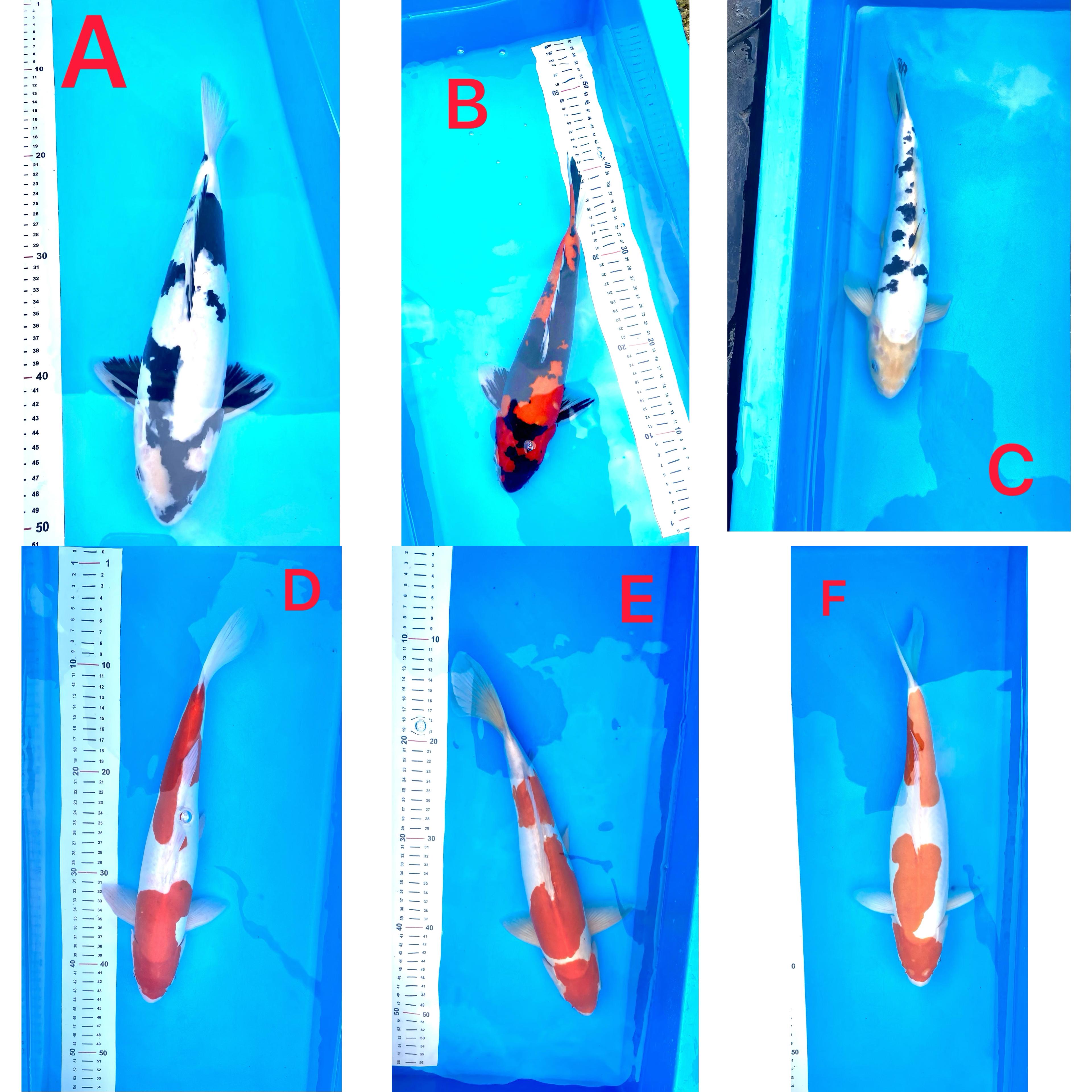 Lelang Koi Online, Jual Beli Ikan Koi, Pasar Koi Terbaik, Agen Lelang Koi, Penawaran Koi Berkualitas, Harga Jual Koi, Lelang Ikan Koi Import, Beli Koi Online, Jual Koi Murah, Koi Showroom, Penjual Koi Terpercaya, Lelang Koi Jakarta, Jual Koi Lokal, Koi Kualitas Unggul, Harga Terbaik Koi, Jual Koi Indukan, Lelang Ikan Hias Koi, Pasar Koi Indonesia, Beli Koi Berkualitas Tinggi, Koi Farm Terbesar, Jual Beli Koi Impor, Lelang Ikan Koi Kualitas Premium, Daftar Harga Koi Terbaru, Pusat Jual Beli Koi, Info Lelang Koi Hari Ini.