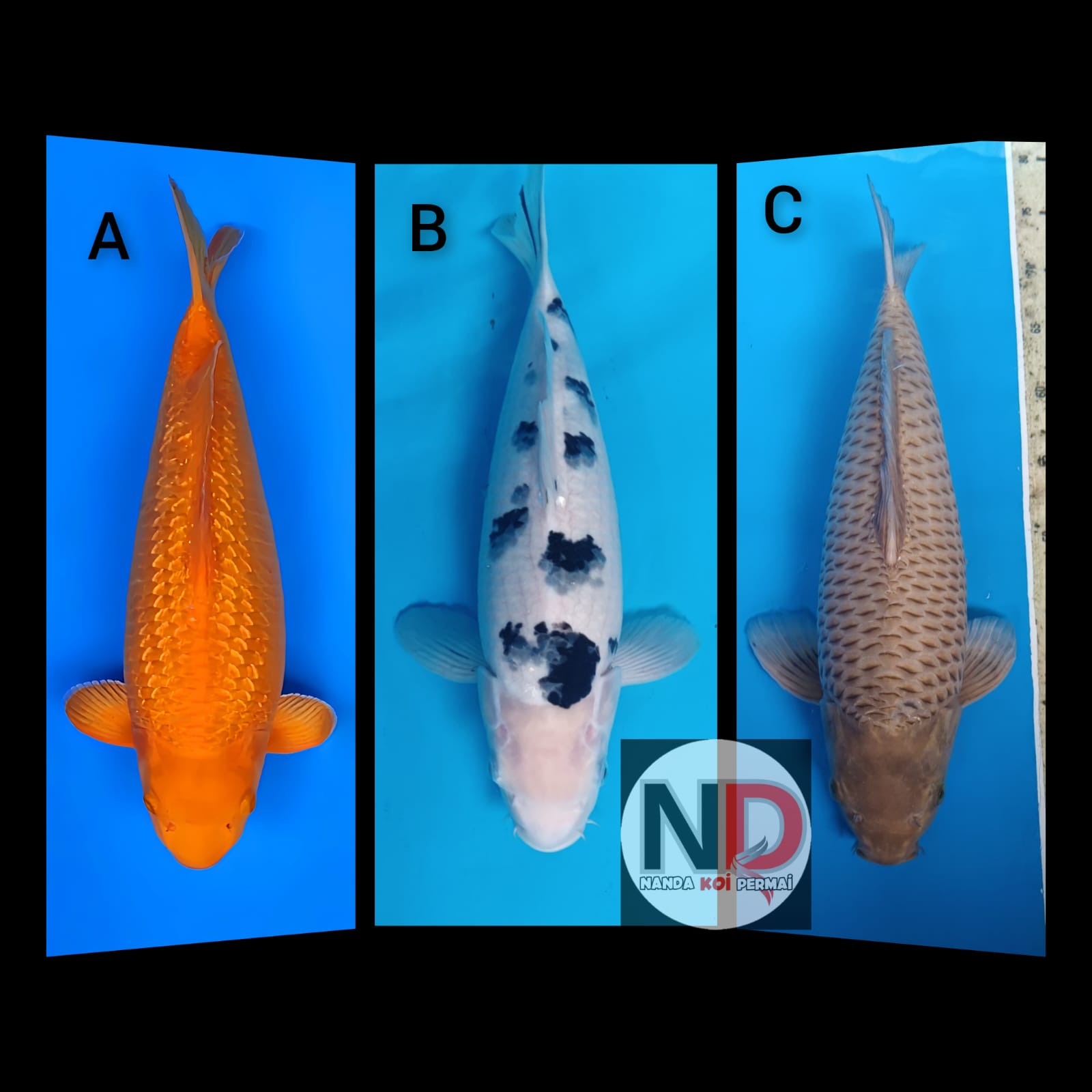 Lelang Koi Online, Jual Beli Ikan Koi, Pasar Koi Terbaik, Agen Lelang Koi, Penawaran Koi Berkualitas, Harga Jual Koi, Lelang Ikan Koi Import, Beli Koi Online, Jual Koi Murah, Koi Showroom, Penjual Koi Terpercaya, Lelang Koi Jakarta, Jual Koi Lokal, Koi Kualitas Unggul, Harga Terbaik Koi, Jual Koi Indukan, Lelang Ikan Hias Koi, Pasar Koi Indonesia, Beli Koi Berkualitas Tinggi, Koi Farm Terbesar, Jual Beli Koi Impor, Lelang Ikan Koi Kualitas Premium, Daftar Harga Koi Terbaru, Pusat Jual Beli Koi, Info Lelang Koi Hari Ini.