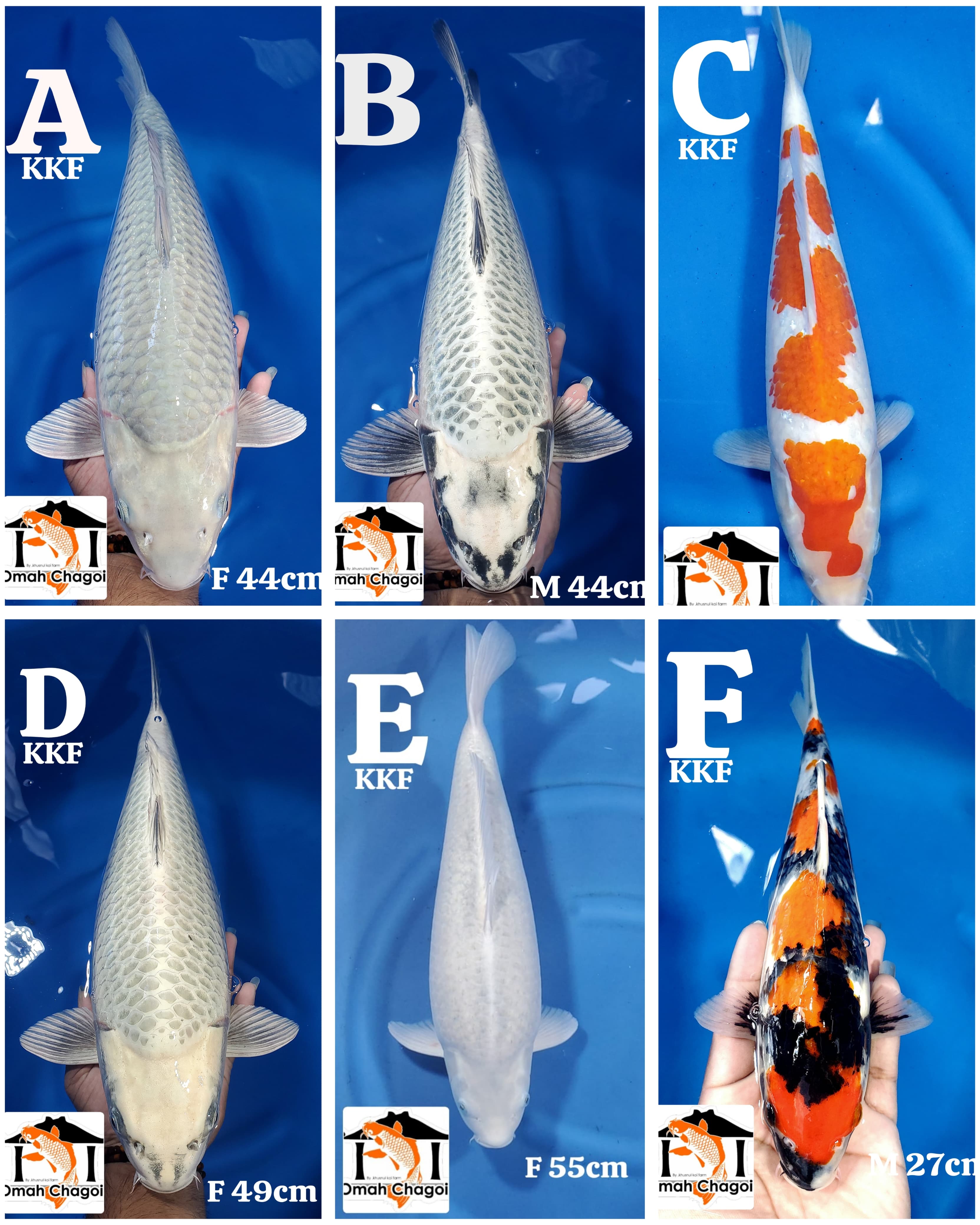 Lelang Koi Online, Jual Beli Ikan Koi, Pasar Koi Terbaik, Agen Lelang Koi, Penawaran Koi Berkualitas, Harga Jual Koi, Lelang Ikan Koi Import, Beli Koi Online, Jual Koi Murah, Koi Showroom, Penjual Koi Terpercaya, Lelang Koi Jakarta, Jual Koi Lokal, Koi Kualitas Unggul, Harga Terbaik Koi, Jual Koi Indukan, Lelang Ikan Hias Koi, Pasar Koi Indonesia, Beli Koi Berkualitas Tinggi, Koi Farm Terbesar, Jual Beli Koi Impor, Lelang Ikan Koi Kualitas Premium, Daftar Harga Koi Terbaru, Pusat Jual Beli Koi, Info Lelang Koi Hari Ini.