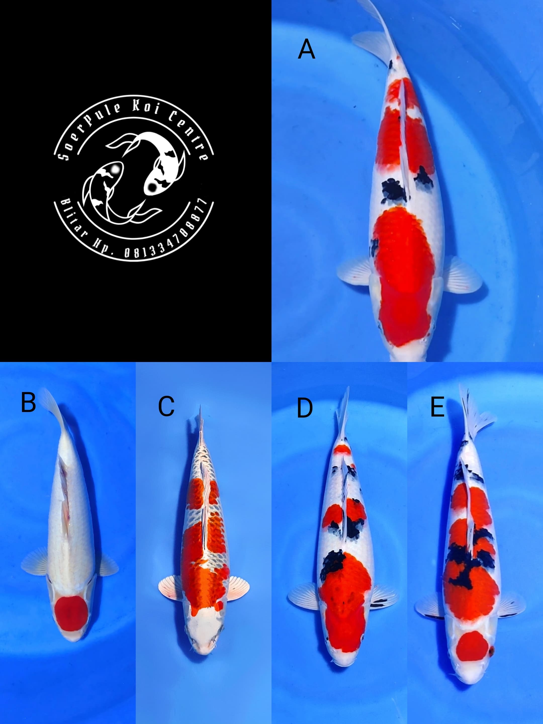 Lelang Koi Online, Jual Beli Ikan Koi, Pasar Koi Terbaik, Agen Lelang Koi, Penawaran Koi Berkualitas, Harga Jual Koi, Lelang Ikan Koi Import, Beli Koi Online, Jual Koi Murah, Koi Showroom, Penjual Koi Terpercaya, Lelang Koi Jakarta, Jual Koi Lokal, Koi Kualitas Unggul, Harga Terbaik Koi, Jual Koi Indukan, Lelang Ikan Hias Koi, Pasar Koi Indonesia, Beli Koi Berkualitas Tinggi, Koi Farm Terbesar, Jual Beli Koi Impor, Lelang Ikan Koi Kualitas Premium, Daftar Harga Koi Terbaru, Pusat Jual Beli Koi, Info Lelang Koi Hari Ini.