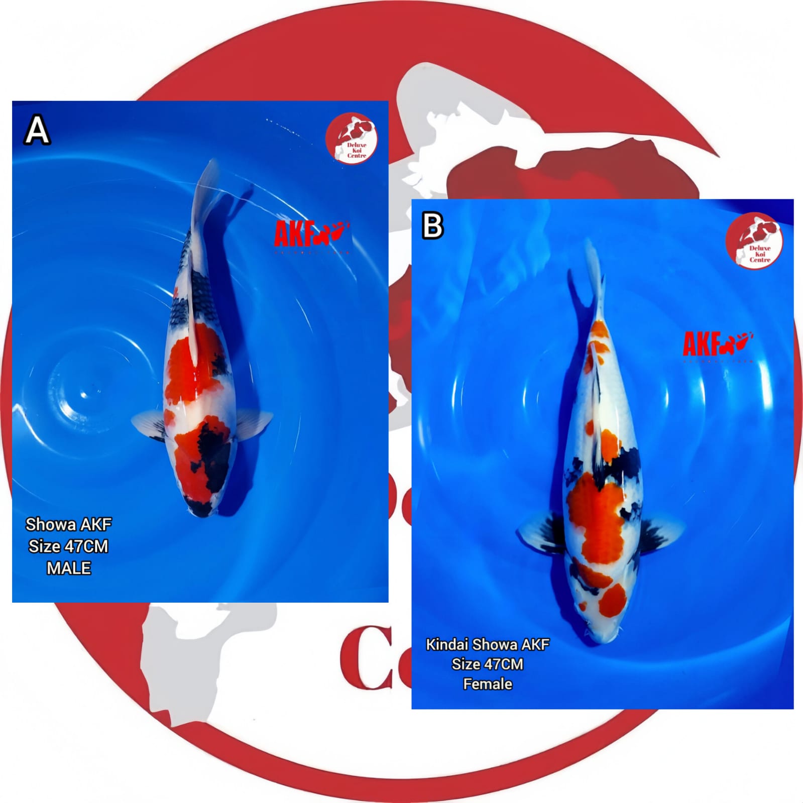 Lelang Koi Online, Jual Beli Ikan Koi, Pasar Koi Terbaik, Agen Lelang Koi, Penawaran Koi Berkualitas, Harga Jual Koi, Lelang Ikan Koi Import, Beli Koi Online, Jual Koi Murah, Koi Showroom, Penjual Koi Terpercaya, Lelang Koi Jakarta, Jual Koi Lokal, Koi Kualitas Unggul, Harga Terbaik Koi, Jual Koi Indukan, Lelang Ikan Hias Koi, Pasar Koi Indonesia, Beli Koi Berkualitas Tinggi, Koi Farm Terbesar, Jual Beli Koi Impor, Lelang Ikan Koi Kualitas Premium, Daftar Harga Koi Terbaru, Pusat Jual Beli Koi, Info Lelang Koi Hari Ini.