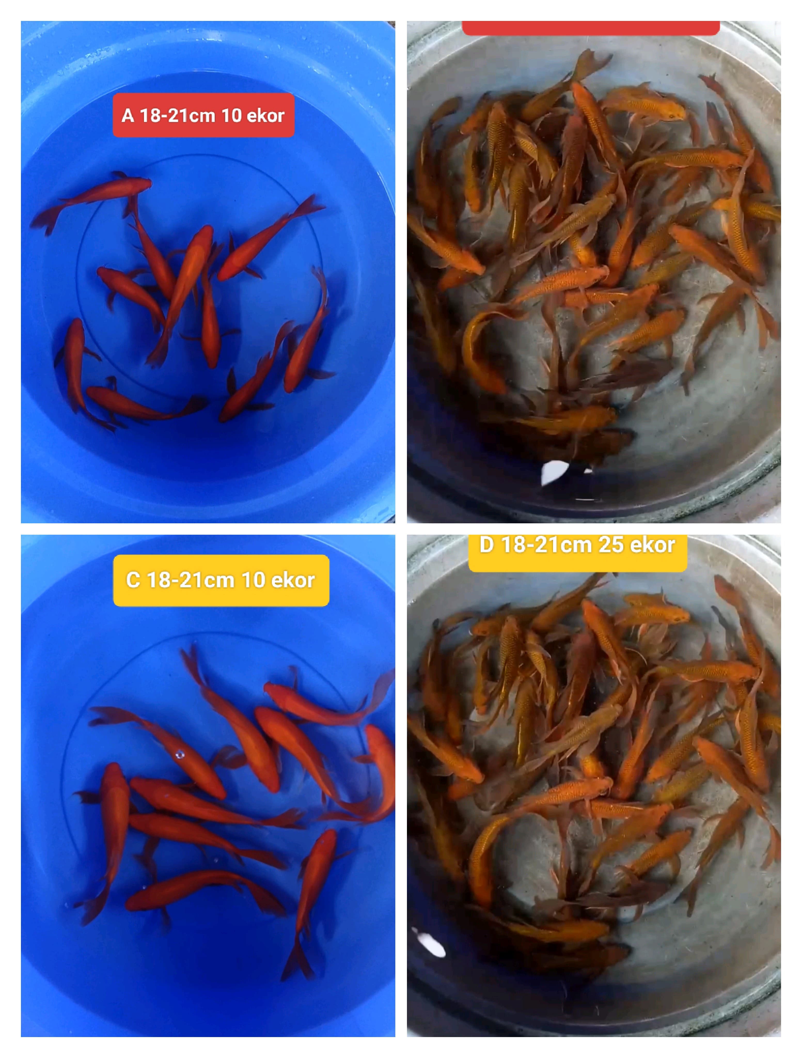 Lelang Koi Online, Jual Beli Ikan Koi, Pasar Koi Terbaik, Agen Lelang Koi, Penawaran Koi Berkualitas, Harga Jual Koi, Lelang Ikan Koi Import, Beli Koi Online, Jual Koi Murah, Koi Showroom, Penjual Koi Terpercaya, Lelang Koi Jakarta, Jual Koi Lokal, Koi Kualitas Unggul, Harga Terbaik Koi, Jual Koi Indukan, Lelang Ikan Hias Koi, Pasar Koi Indonesia, Beli Koi Berkualitas Tinggi, Koi Farm Terbesar, Jual Beli Koi Impor, Lelang Ikan Koi Kualitas Premium, Daftar Harga Koi Terbaru, Pusat Jual Beli Koi, Info Lelang Koi Hari Ini.