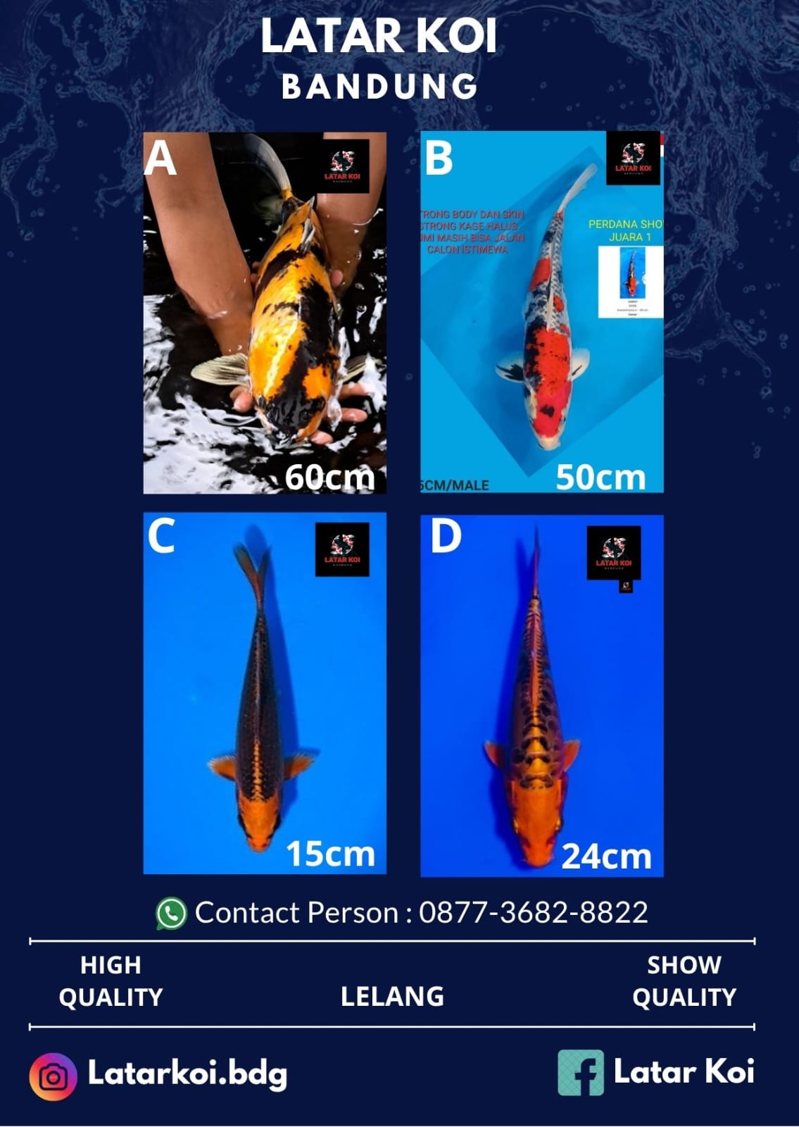 Lelang Koi Online, Jual Beli Ikan Koi, Pasar Koi Terbaik, Agen Lelang Koi, Penawaran Koi Berkualitas, Harga Jual Koi, Lelang Ikan Koi Import, Beli Koi Online, Jual Koi Murah, Koi Showroom, Penjual Koi Terpercaya, Lelang Koi Jakarta, Jual Koi Lokal, Koi Kualitas Unggul, Harga Terbaik Koi, Jual Koi Indukan, Lelang Ikan Hias Koi, Pasar Koi Indonesia, Beli Koi Berkualitas Tinggi, Koi Farm Terbesar, Jual Beli Koi Impor, Lelang Ikan Koi Kualitas Premium, Daftar Harga Koi Terbaru, Pusat Jual Beli Koi, Info Lelang Koi Hari Ini.