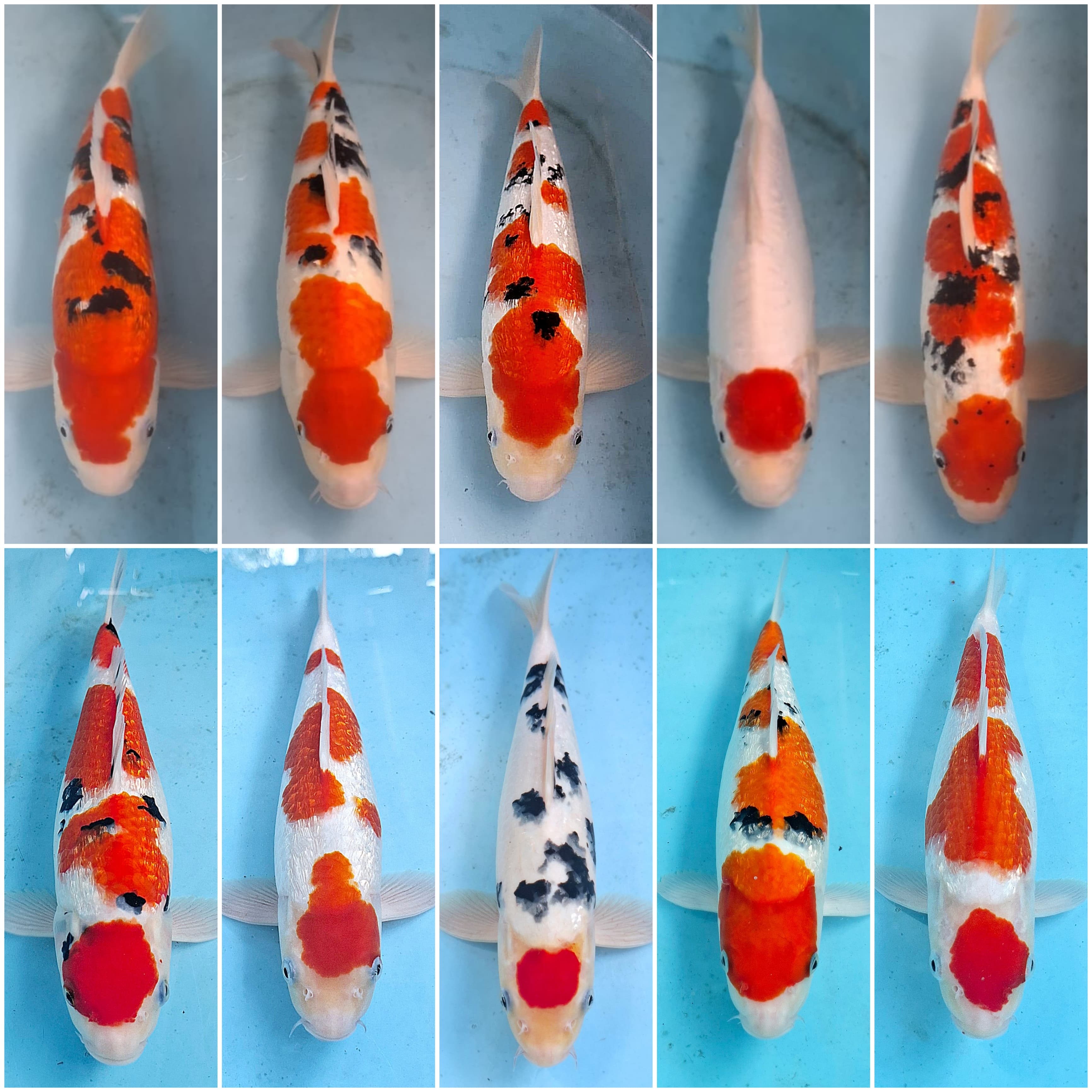 Lelang Koi Online, Jual Beli Ikan Koi, Pasar Koi Terbaik, Agen Lelang Koi, Penawaran Koi Berkualitas, Harga Jual Koi, Lelang Ikan Koi Import, Beli Koi Online, Jual Koi Murah, Koi Showroom, Penjual Koi Terpercaya, Lelang Koi Jakarta, Jual Koi Lokal, Koi Kualitas Unggul, Harga Terbaik Koi, Jual Koi Indukan, Lelang Ikan Hias Koi, Pasar Koi Indonesia, Beli Koi Berkualitas Tinggi, Koi Farm Terbesar, Jual Beli Koi Impor, Lelang Ikan Koi Kualitas Premium, Daftar Harga Koi Terbaru, Pusat Jual Beli Koi, Info Lelang Koi Hari Ini.