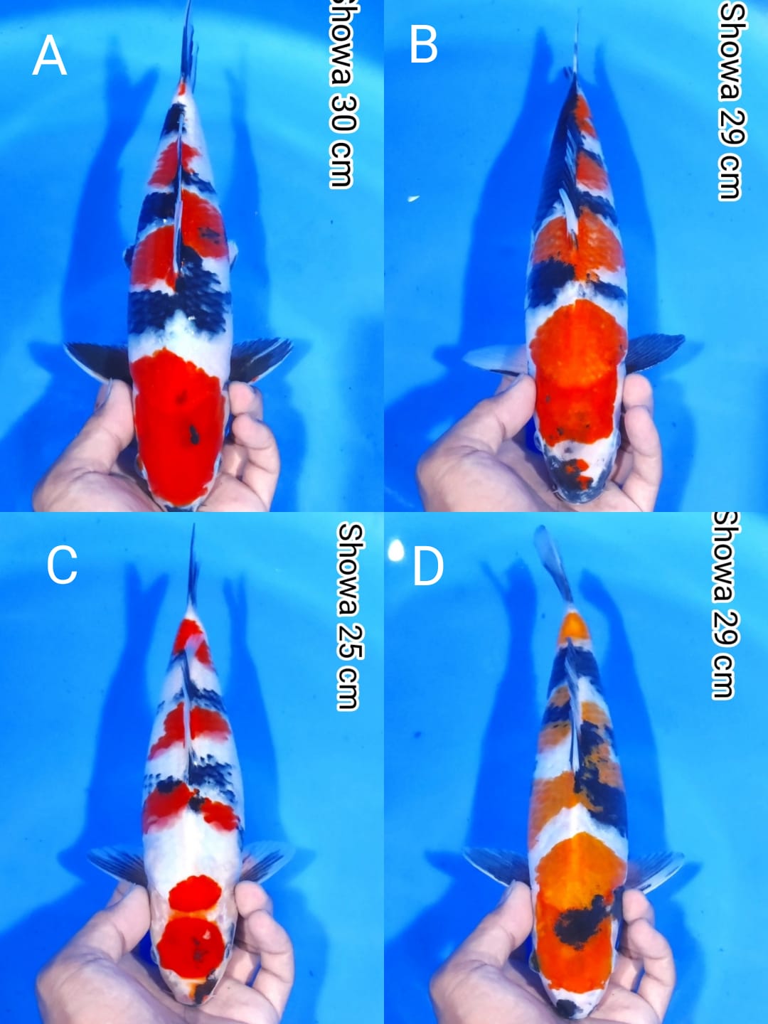 Lelang Koi Online, Jual Beli Ikan Koi, Pasar Koi Terbaik, Agen Lelang Koi, Penawaran Koi Berkualitas, Harga Jual Koi, Lelang Ikan Koi Import, Beli Koi Online, Jual Koi Murah, Koi Showroom, Penjual Koi Terpercaya, Lelang Koi Jakarta, Jual Koi Lokal, Koi Kualitas Unggul, Harga Terbaik Koi, Jual Koi Indukan, Lelang Ikan Hias Koi, Pasar Koi Indonesia, Beli Koi Berkualitas Tinggi, Koi Farm Terbesar, Jual Beli Koi Impor, Lelang Ikan Koi Kualitas Premium, Daftar Harga Koi Terbaru, Pusat Jual Beli Koi, Info Lelang Koi Hari Ini.