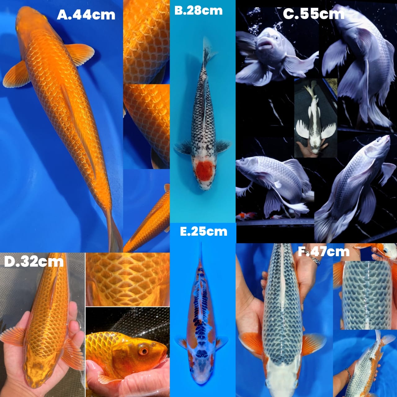 Lelang Koi Online, Jual Beli Ikan Koi, Pasar Koi Terbaik, Agen Lelang Koi, Penawaran Koi Berkualitas, Harga Jual Koi, Lelang Ikan Koi Import, Beli Koi Online, Jual Koi Murah, Koi Showroom, Penjual Koi Terpercaya, Lelang Koi Jakarta, Jual Koi Lokal, Koi Kualitas Unggul, Harga Terbaik Koi, Jual Koi Indukan, Lelang Ikan Hias Koi, Pasar Koi Indonesia, Beli Koi Berkualitas Tinggi, Koi Farm Terbesar, Jual Beli Koi Impor, Lelang Ikan Koi Kualitas Premium, Daftar Harga Koi Terbaru, Pusat Jual Beli Koi, Info Lelang Koi Hari Ini.