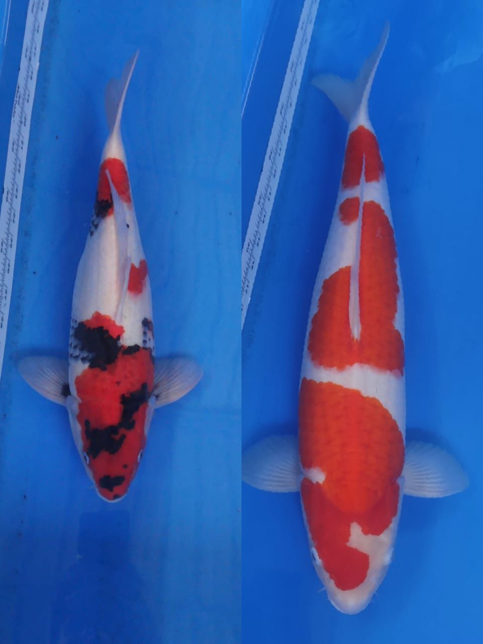 Lelang Koi Online, Jual Beli Ikan Koi, Pasar Koi Terbaik, Agen Lelang Koi, Penawaran Koi Berkualitas, Harga Jual Koi, Lelang Ikan Koi Import, Beli Koi Online, Jual Koi Murah, Koi Showroom, Penjual Koi Terpercaya, Lelang Koi Jakarta, Jual Koi Lokal, Koi Kualitas Unggul, Harga Terbaik Koi, Jual Koi Indukan, Lelang Ikan Hias Koi, Pasar Koi Indonesia, Beli Koi Berkualitas Tinggi, Koi Farm Terbesar, Jual Beli Koi Impor, Lelang Ikan Koi Kualitas Premium, Daftar Harga Koi Terbaru, Pusat Jual Beli Koi, Info Lelang Koi Hari Ini.
