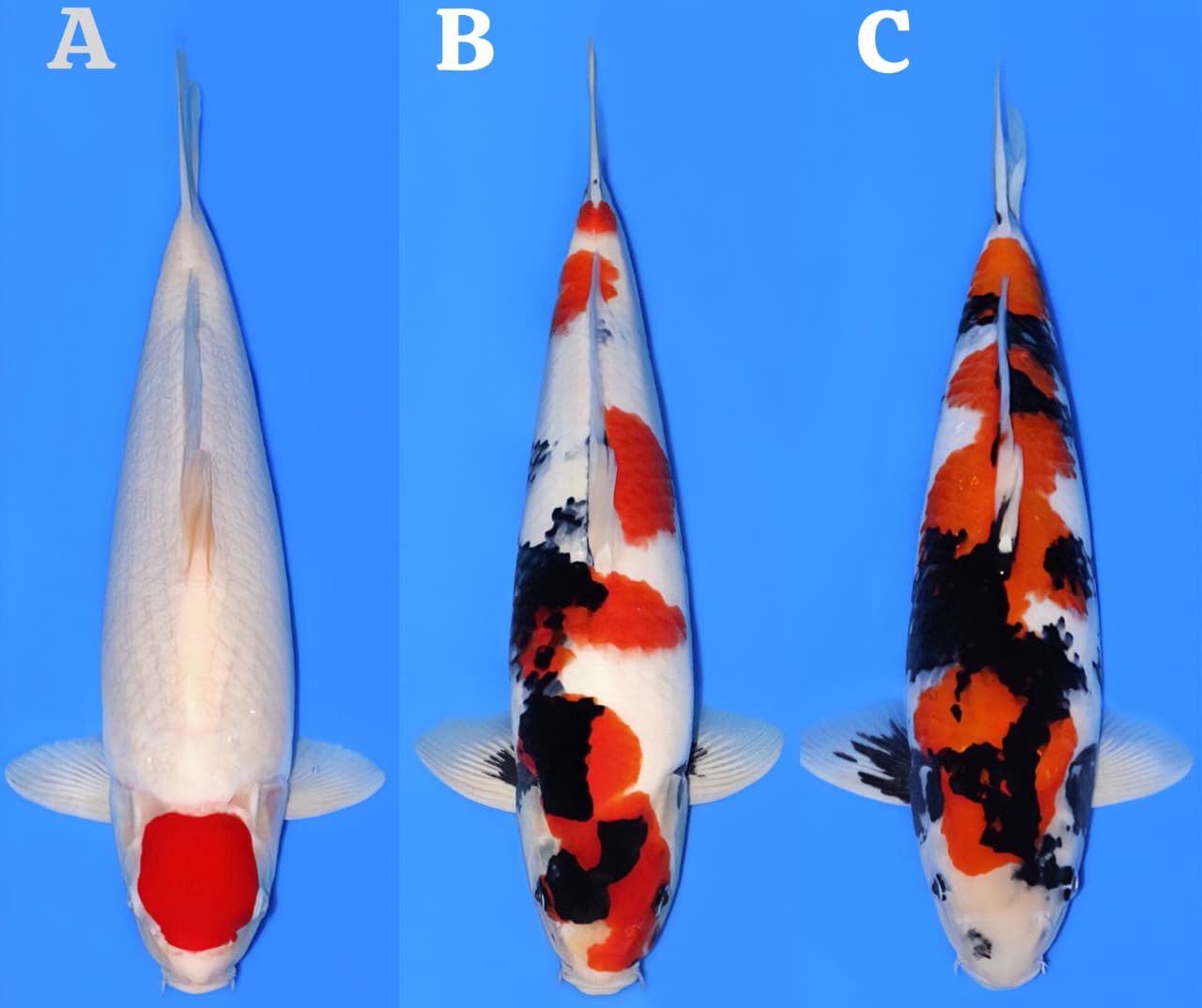 Lelang Koi Online, Jual Beli Ikan Koi, Pasar Koi Terbaik, Agen Lelang Koi, Penawaran Koi Berkualitas, Harga Jual Koi, Lelang Ikan Koi Import, Beli Koi Online, Jual Koi Murah, Koi Showroom, Penjual Koi Terpercaya, Lelang Koi Jakarta, Jual Koi Lokal, Koi Kualitas Unggul, Harga Terbaik Koi, Jual Koi Indukan, Lelang Ikan Hias Koi, Pasar Koi Indonesia, Beli Koi Berkualitas Tinggi, Koi Farm Terbesar, Jual Beli Koi Impor, Lelang Ikan Koi Kualitas Premium, Daftar Harga Koi Terbaru, Pusat Jual Beli Koi, Info Lelang Koi Hari Ini.