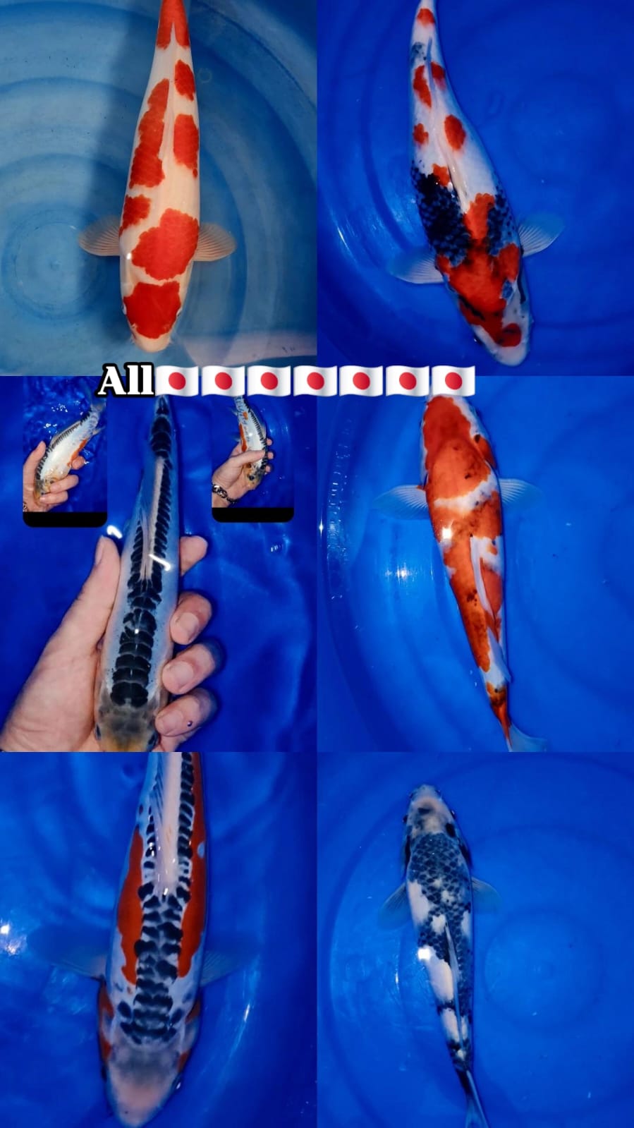 Lelang Koi Online, Jual Beli Ikan Koi, Pasar Koi Terbaik, Agen Lelang Koi, Penawaran Koi Berkualitas, Harga Jual Koi, Lelang Ikan Koi Import, Beli Koi Online, Jual Koi Murah, Koi Showroom, Penjual Koi Terpercaya, Lelang Koi Jakarta, Jual Koi Lokal, Koi Kualitas Unggul, Harga Terbaik Koi, Jual Koi Indukan, Lelang Ikan Hias Koi, Pasar Koi Indonesia, Beli Koi Berkualitas Tinggi, Koi Farm Terbesar, Jual Beli Koi Impor, Lelang Ikan Koi Kualitas Premium, Daftar Harga Koi Terbaru, Pusat Jual Beli Koi, Info Lelang Koi Hari Ini.