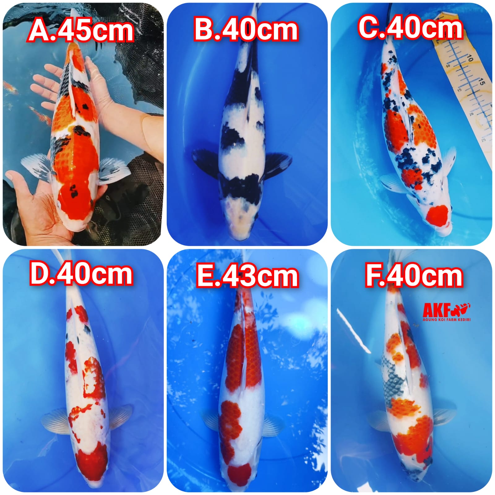 Lelang Koi Online, Jual Beli Ikan Koi, Pasar Koi Terbaik, Agen Lelang Koi, Penawaran Koi Berkualitas, Harga Jual Koi, Lelang Ikan Koi Import, Beli Koi Online, Jual Koi Murah, Koi Showroom, Penjual Koi Terpercaya, Lelang Koi Jakarta, Jual Koi Lokal, Koi Kualitas Unggul, Harga Terbaik Koi, Jual Koi Indukan, Lelang Ikan Hias Koi, Pasar Koi Indonesia, Beli Koi Berkualitas Tinggi, Koi Farm Terbesar, Jual Beli Koi Impor, Lelang Ikan Koi Kualitas Premium, Daftar Harga Koi Terbaru, Pusat Jual Beli Koi, Info Lelang Koi Hari Ini.