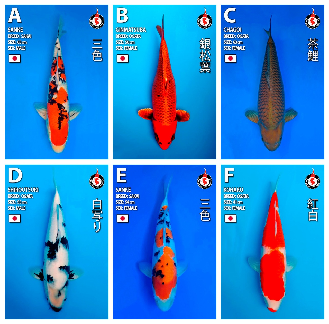 Lelang Koi Online, Jual Beli Ikan Koi, Pasar Koi Terbaik, Agen Lelang Koi, Penawaran Koi Berkualitas, Harga Jual Koi, Lelang Ikan Koi Import, Beli Koi Online, Jual Koi Murah, Koi Showroom, Penjual Koi Terpercaya, Lelang Koi Jakarta, Jual Koi Lokal, Koi Kualitas Unggul, Harga Terbaik Koi, Jual Koi Indukan, Lelang Ikan Hias Koi, Pasar Koi Indonesia, Beli Koi Berkualitas Tinggi, Koi Farm Terbesar, Jual Beli Koi Impor, Lelang Ikan Koi Kualitas Premium, Daftar Harga Koi Terbaru, Pusat Jual Beli Koi, Info Lelang Koi Hari Ini.