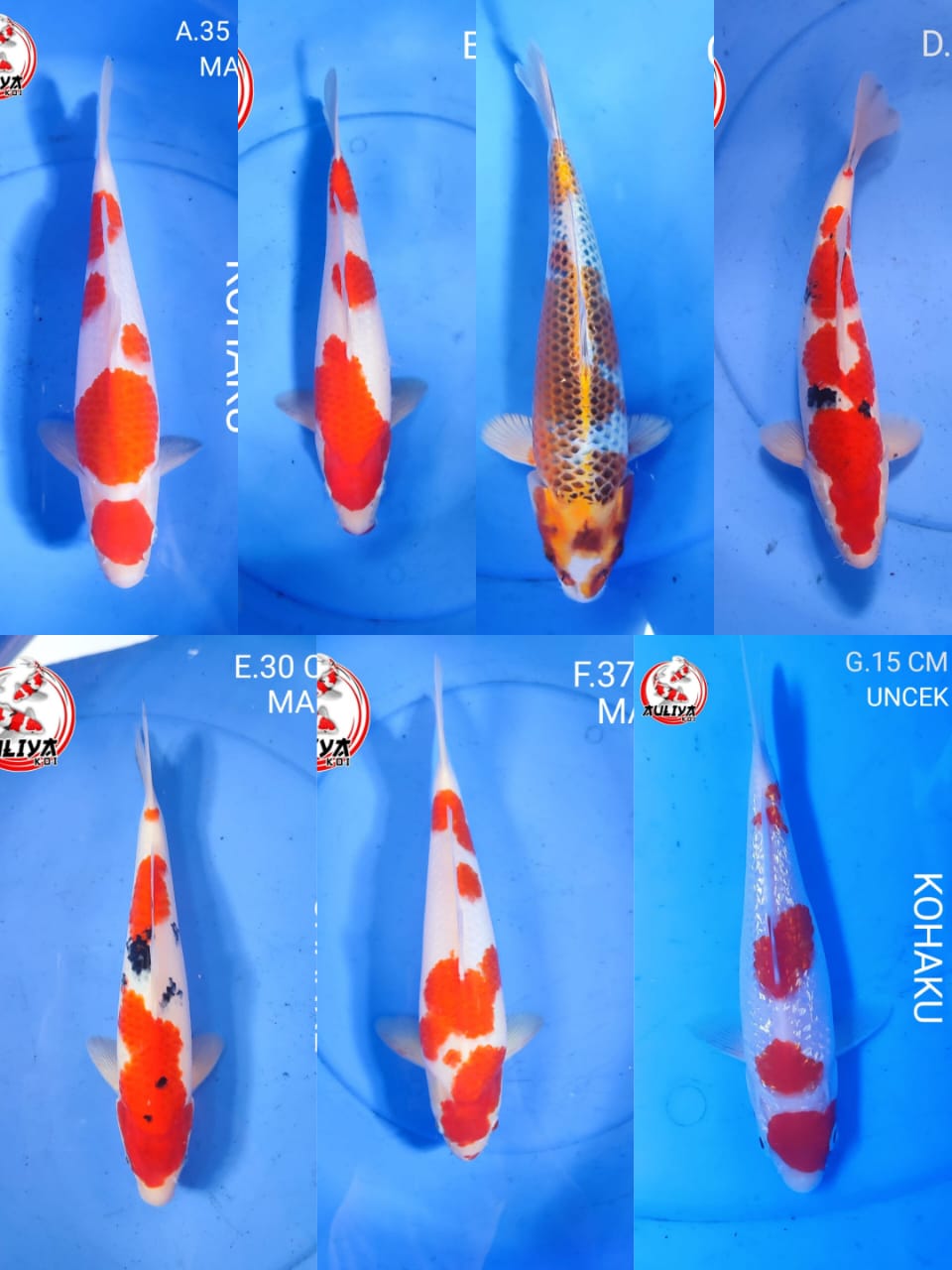Lelang Koi Online, Jual Beli Ikan Koi, Pasar Koi Terbaik, Agen Lelang Koi, Penawaran Koi Berkualitas, Harga Jual Koi, Lelang Ikan Koi Import, Beli Koi Online, Jual Koi Murah, Koi Showroom, Penjual Koi Terpercaya, Lelang Koi Jakarta, Jual Koi Lokal, Koi Kualitas Unggul, Harga Terbaik Koi, Jual Koi Indukan, Lelang Ikan Hias Koi, Pasar Koi Indonesia, Beli Koi Berkualitas Tinggi, Koi Farm Terbesar, Jual Beli Koi Impor, Lelang Ikan Koi Kualitas Premium, Daftar Harga Koi Terbaru, Pusat Jual Beli Koi, Info Lelang Koi Hari Ini.