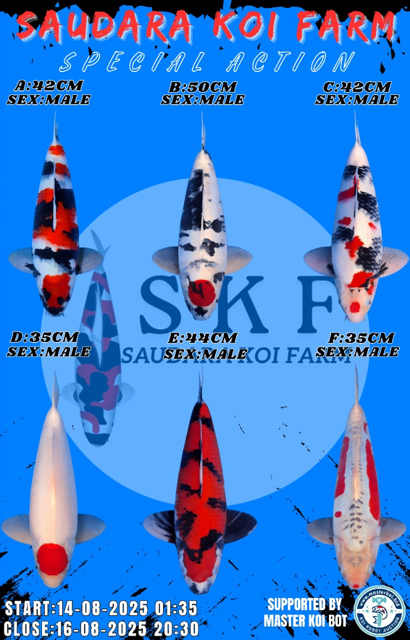 Lelang Koi Online, Jual Beli Ikan Koi, Pasar Koi Terbaik, Agen Lelang Koi, Penawaran Koi Berkualitas, Harga Jual Koi, Lelang Ikan Koi Import, Beli Koi Online, Jual Koi Murah, Koi Showroom, Penjual Koi Terpercaya, Lelang Koi Jakarta, Jual Koi Lokal, Koi Kualitas Unggul, Harga Terbaik Koi, Jual Koi Indukan, Lelang Ikan Hias Koi, Pasar Koi Indonesia, Beli Koi Berkualitas Tinggi, Koi Farm Terbesar, Jual Beli Koi Impor, Lelang Ikan Koi Kualitas Premium, Daftar Harga Koi Terbaru, Pusat Jual Beli Koi, Info Lelang Koi Hari Ini.