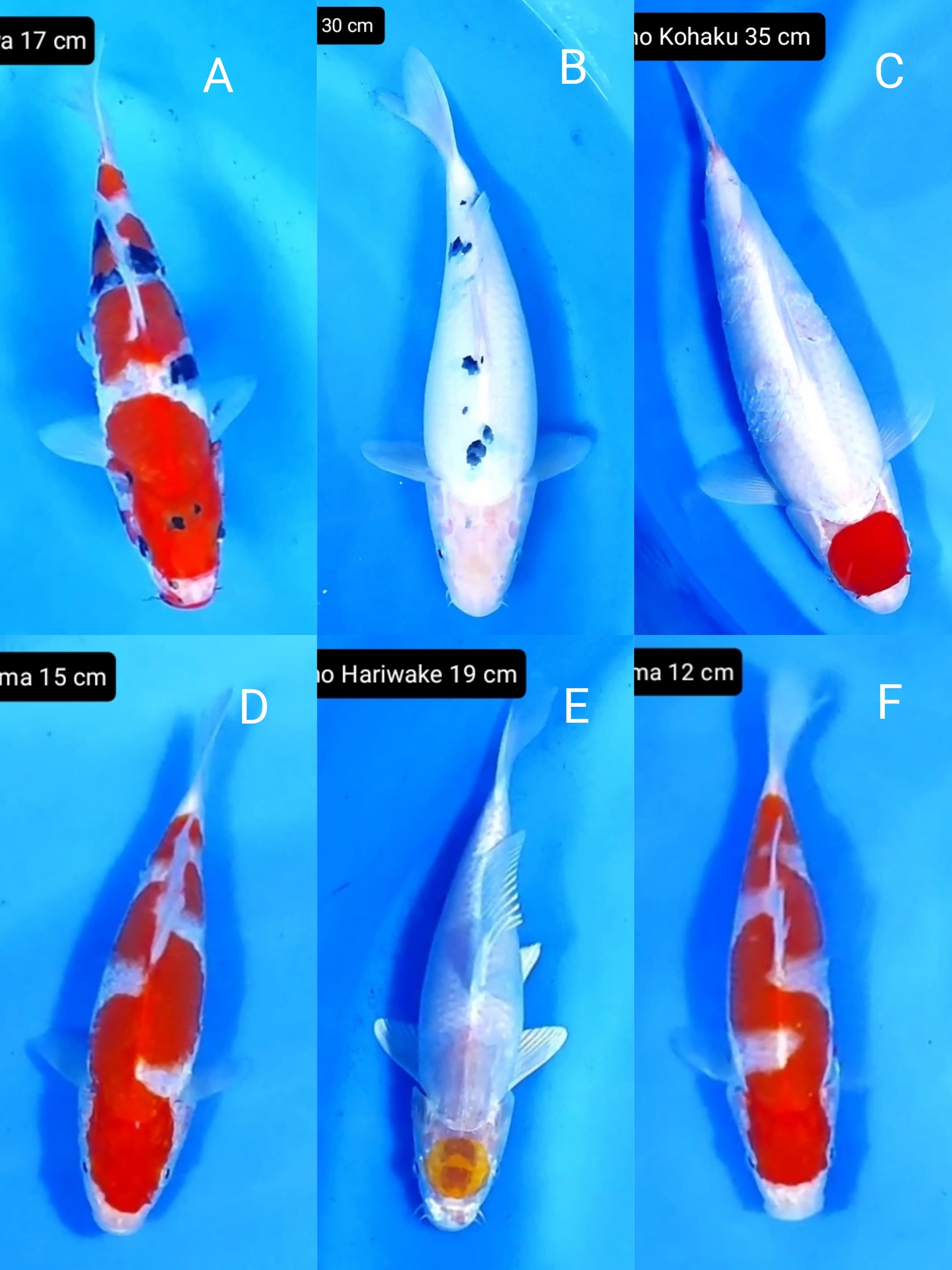 Lelang Koi Online, Jual Beli Ikan Koi, Pasar Koi Terbaik, Agen Lelang Koi, Penawaran Koi Berkualitas, Harga Jual Koi, Lelang Ikan Koi Import, Beli Koi Online, Jual Koi Murah, Koi Showroom, Penjual Koi Terpercaya, Lelang Koi Jakarta, Jual Koi Lokal, Koi Kualitas Unggul, Harga Terbaik Koi, Jual Koi Indukan, Lelang Ikan Hias Koi, Pasar Koi Indonesia, Beli Koi Berkualitas Tinggi, Koi Farm Terbesar, Jual Beli Koi Impor, Lelang Ikan Koi Kualitas Premium, Daftar Harga Koi Terbaru, Pusat Jual Beli Koi, Info Lelang Koi Hari Ini.