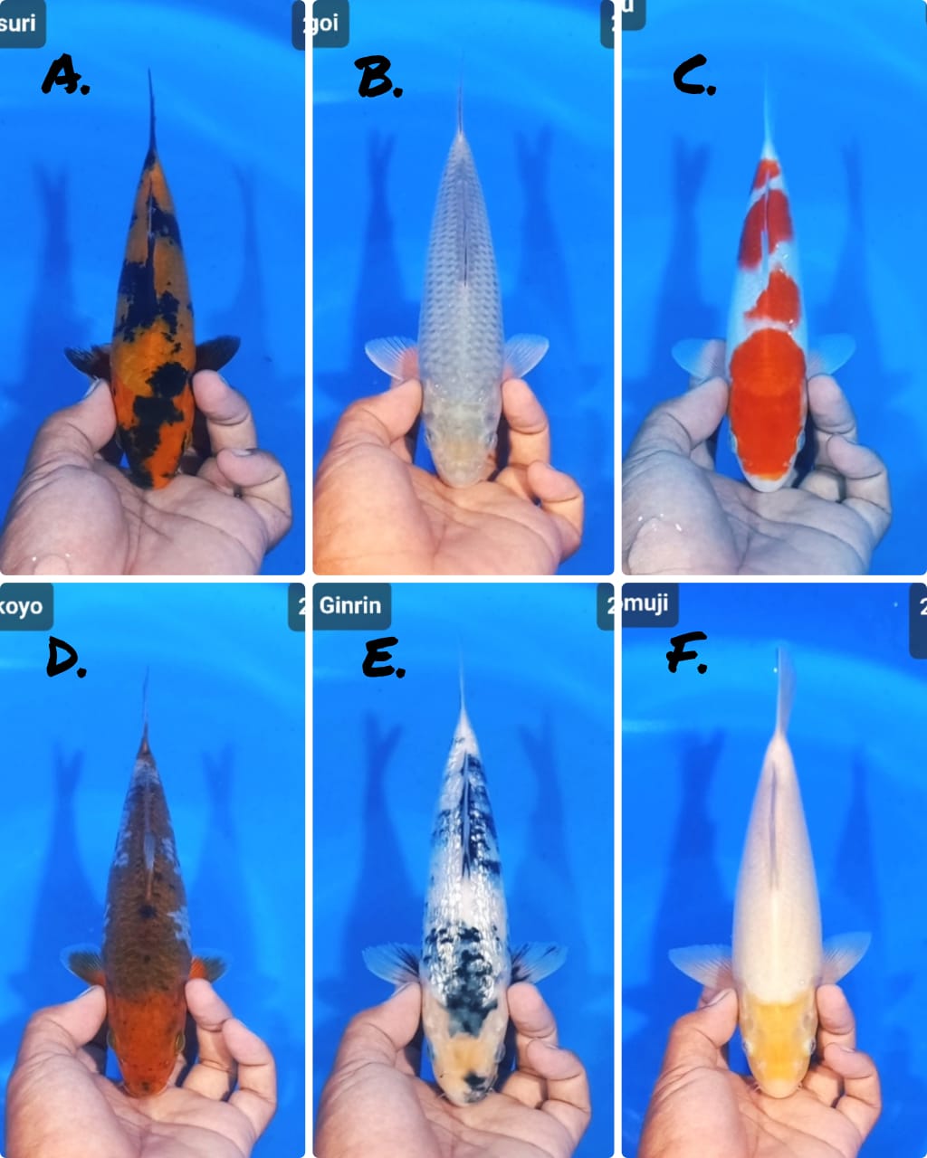 Lelang Koi Online, Jual Beli Ikan Koi, Pasar Koi Terbaik, Agen Lelang Koi, Penawaran Koi Berkualitas, Harga Jual Koi, Lelang Ikan Koi Import, Beli Koi Online, Jual Koi Murah, Koi Showroom, Penjual Koi Terpercaya, Lelang Koi Jakarta, Jual Koi Lokal, Koi Kualitas Unggul, Harga Terbaik Koi, Jual Koi Indukan, Lelang Ikan Hias Koi, Pasar Koi Indonesia, Beli Koi Berkualitas Tinggi, Koi Farm Terbesar, Jual Beli Koi Impor, Lelang Ikan Koi Kualitas Premium, Daftar Harga Koi Terbaru, Pusat Jual Beli Koi, Info Lelang Koi Hari Ini.