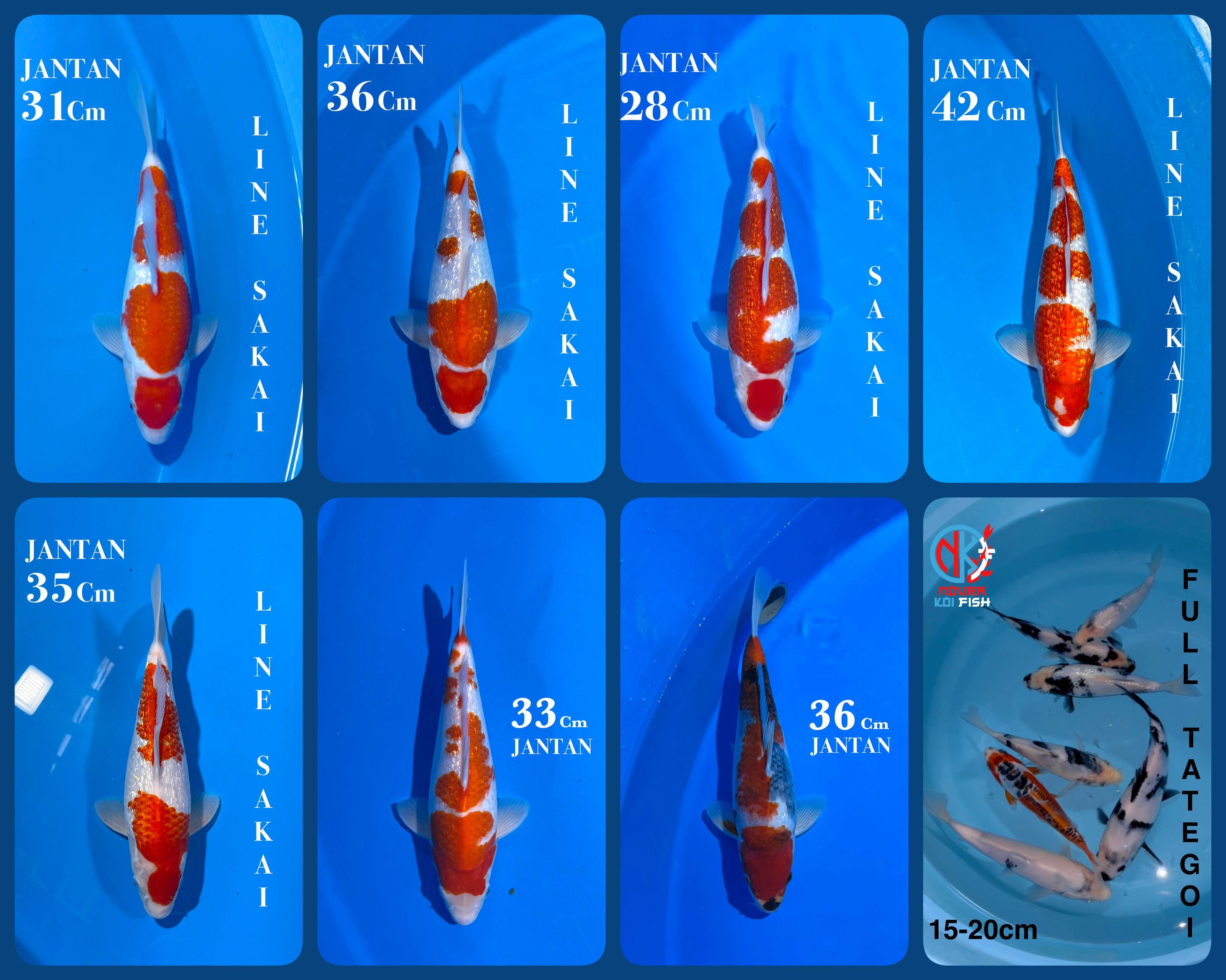 Lelang Koi Online, Jual Beli Ikan Koi, Pasar Koi Terbaik, Agen Lelang Koi, Penawaran Koi Berkualitas, Harga Jual Koi, Lelang Ikan Koi Import, Beli Koi Online, Jual Koi Murah, Koi Showroom, Penjual Koi Terpercaya, Lelang Koi Jakarta, Jual Koi Lokal, Koi Kualitas Unggul, Harga Terbaik Koi, Jual Koi Indukan, Lelang Ikan Hias Koi, Pasar Koi Indonesia, Beli Koi Berkualitas Tinggi, Koi Farm Terbesar, Jual Beli Koi Impor, Lelang Ikan Koi Kualitas Premium, Daftar Harga Koi Terbaru, Pusat Jual Beli Koi, Info Lelang Koi Hari Ini.