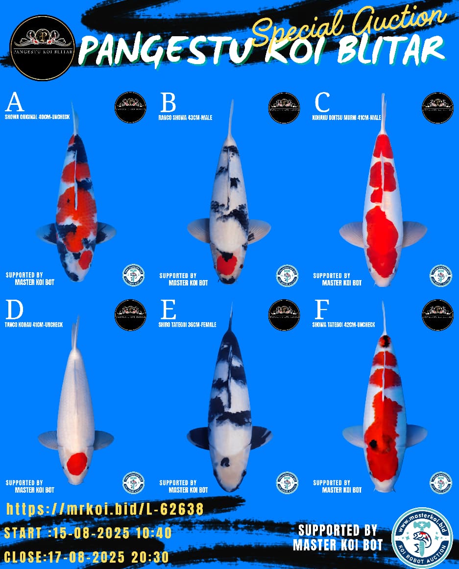 Lelang Koi Online, Jual Beli Ikan Koi, Pasar Koi Terbaik, Agen Lelang Koi, Penawaran Koi Berkualitas, Harga Jual Koi, Lelang Ikan Koi Import, Beli Koi Online, Jual Koi Murah, Koi Showroom, Penjual Koi Terpercaya, Lelang Koi Jakarta, Jual Koi Lokal, Koi Kualitas Unggul, Harga Terbaik Koi, Jual Koi Indukan, Lelang Ikan Hias Koi, Pasar Koi Indonesia, Beli Koi Berkualitas Tinggi, Koi Farm Terbesar, Jual Beli Koi Impor, Lelang Ikan Koi Kualitas Premium, Daftar Harga Koi Terbaru, Pusat Jual Beli Koi, Info Lelang Koi Hari Ini.