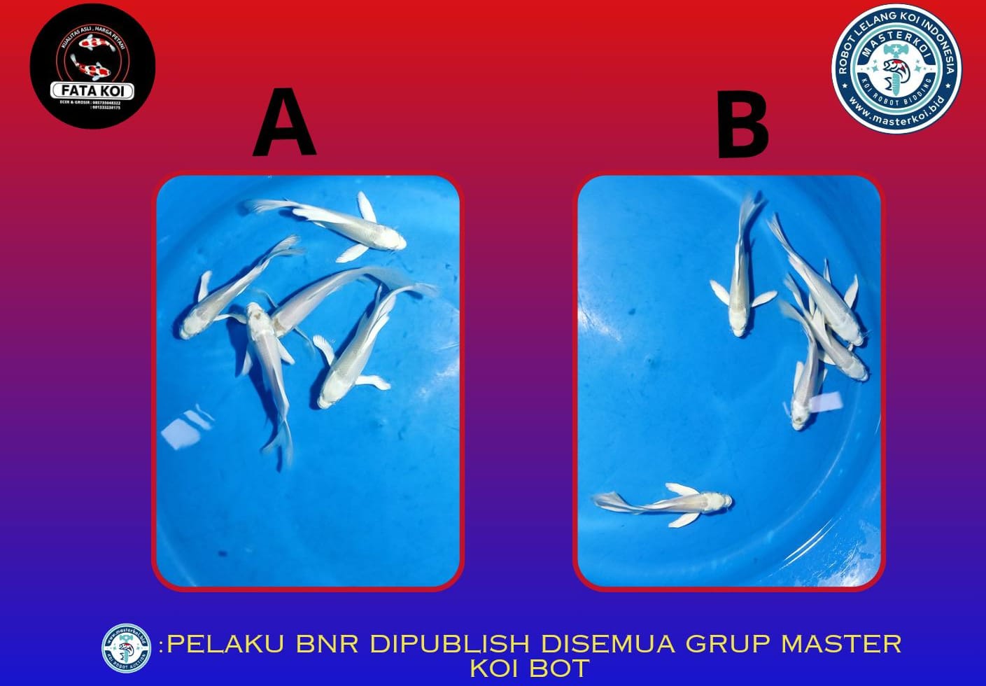 Lelang Koi Online, Jual Beli Ikan Koi, Pasar Koi Terbaik, Agen Lelang Koi, Penawaran Koi Berkualitas, Harga Jual Koi, Lelang Ikan Koi Import, Beli Koi Online, Jual Koi Murah, Koi Showroom, Penjual Koi Terpercaya, Lelang Koi Jakarta, Jual Koi Lokal, Koi Kualitas Unggul, Harga Terbaik Koi, Jual Koi Indukan, Lelang Ikan Hias Koi, Pasar Koi Indonesia, Beli Koi Berkualitas Tinggi, Koi Farm Terbesar, Jual Beli Koi Impor, Lelang Ikan Koi Kualitas Premium, Daftar Harga Koi Terbaru, Pusat Jual Beli Koi, Info Lelang Koi Hari Ini.