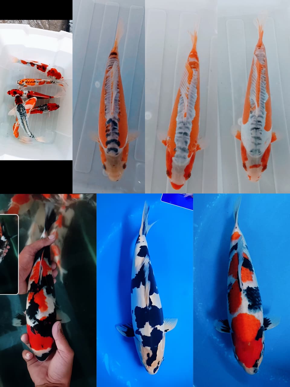 Lelang Koi Online, Jual Beli Ikan Koi, Pasar Koi Terbaik, Agen Lelang Koi, Penawaran Koi Berkualitas, Harga Jual Koi, Lelang Ikan Koi Import, Beli Koi Online, Jual Koi Murah, Koi Showroom, Penjual Koi Terpercaya, Lelang Koi Jakarta, Jual Koi Lokal, Koi Kualitas Unggul, Harga Terbaik Koi, Jual Koi Indukan, Lelang Ikan Hias Koi, Pasar Koi Indonesia, Beli Koi Berkualitas Tinggi, Koi Farm Terbesar, Jual Beli Koi Impor, Lelang Ikan Koi Kualitas Premium, Daftar Harga Koi Terbaru, Pusat Jual Beli Koi, Info Lelang Koi Hari Ini.