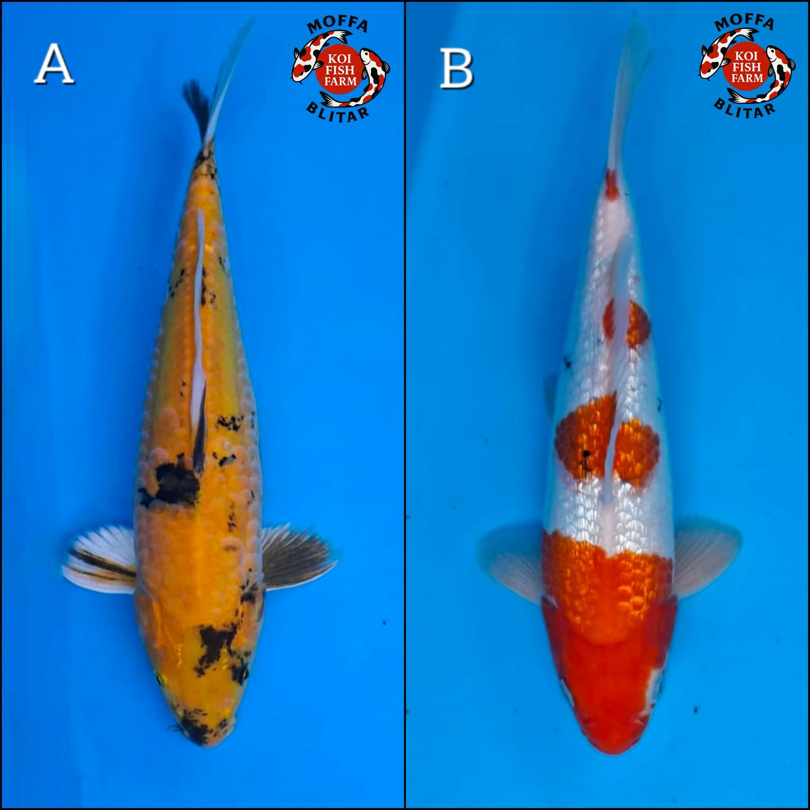 Lelang Koi Online, Jual Beli Ikan Koi, Pasar Koi Terbaik, Agen Lelang Koi, Penawaran Koi Berkualitas, Harga Jual Koi, Lelang Ikan Koi Import, Beli Koi Online, Jual Koi Murah, Koi Showroom, Penjual Koi Terpercaya, Lelang Koi Jakarta, Jual Koi Lokal, Koi Kualitas Unggul, Harga Terbaik Koi, Jual Koi Indukan, Lelang Ikan Hias Koi, Pasar Koi Indonesia, Beli Koi Berkualitas Tinggi, Koi Farm Terbesar, Jual Beli Koi Impor, Lelang Ikan Koi Kualitas Premium, Daftar Harga Koi Terbaru, Pusat Jual Beli Koi, Info Lelang Koi Hari Ini.