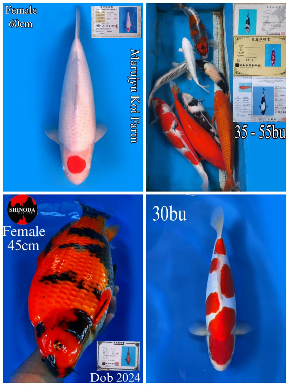 Lelang Koi Online, Jual Beli Ikan Koi, Pasar Koi Terbaik, Agen Lelang Koi, Penawaran Koi Berkualitas, Harga Jual Koi, Lelang Ikan Koi Import, Beli Koi Online, Jual Koi Murah, Koi Showroom, Penjual Koi Terpercaya, Lelang Koi Jakarta, Jual Koi Lokal, Koi Kualitas Unggul, Harga Terbaik Koi, Jual Koi Indukan, Lelang Ikan Hias Koi, Pasar Koi Indonesia, Beli Koi Berkualitas Tinggi, Koi Farm Terbesar, Jual Beli Koi Impor, Lelang Ikan Koi Kualitas Premium, Daftar Harga Koi Terbaru, Pusat Jual Beli Koi, Info Lelang Koi Hari Ini.