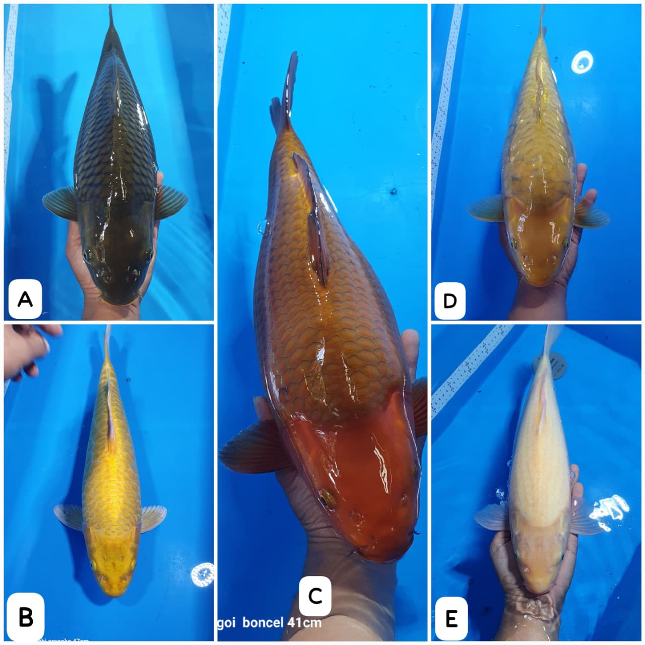 Lelang Koi Online, Jual Beli Ikan Koi, Pasar Koi Terbaik, Agen Lelang Koi, Penawaran Koi Berkualitas, Harga Jual Koi, Lelang Ikan Koi Import, Beli Koi Online, Jual Koi Murah, Koi Showroom, Penjual Koi Terpercaya, Lelang Koi Jakarta, Jual Koi Lokal, Koi Kualitas Unggul, Harga Terbaik Koi, Jual Koi Indukan, Lelang Ikan Hias Koi, Pasar Koi Indonesia, Beli Koi Berkualitas Tinggi, Koi Farm Terbesar, Jual Beli Koi Impor, Lelang Ikan Koi Kualitas Premium, Daftar Harga Koi Terbaru, Pusat Jual Beli Koi, Info Lelang Koi Hari Ini.