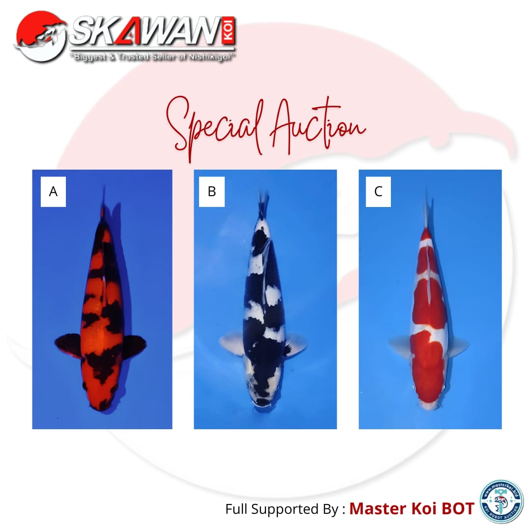 Lelang Koi Online, Jual Beli Ikan Koi, Pasar Koi Terbaik, Agen Lelang Koi, Penawaran Koi Berkualitas, Harga Jual Koi, Lelang Ikan Koi Import, Beli Koi Online, Jual Koi Murah, Koi Showroom, Penjual Koi Terpercaya, Lelang Koi Jakarta, Jual Koi Lokal, Koi Kualitas Unggul, Harga Terbaik Koi, Jual Koi Indukan, Lelang Ikan Hias Koi, Pasar Koi Indonesia, Beli Koi Berkualitas Tinggi, Koi Farm Terbesar, Jual Beli Koi Impor, Lelang Ikan Koi Kualitas Premium, Daftar Harga Koi Terbaru, Pusat Jual Beli Koi, Info Lelang Koi Hari Ini.