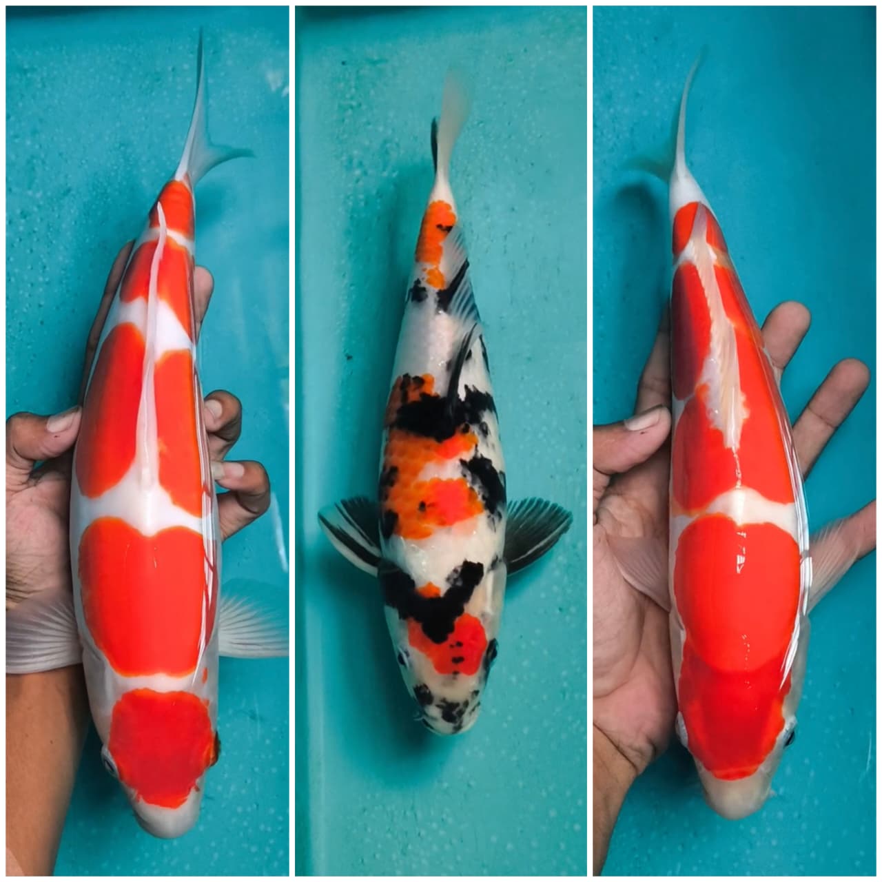 Lelang Koi Online, Jual Beli Ikan Koi, Pasar Koi Terbaik, Agen Lelang Koi, Penawaran Koi Berkualitas, Harga Jual Koi, Lelang Ikan Koi Import, Beli Koi Online, Jual Koi Murah, Koi Showroom, Penjual Koi Terpercaya, Lelang Koi Jakarta, Jual Koi Lokal, Koi Kualitas Unggul, Harga Terbaik Koi, Jual Koi Indukan, Lelang Ikan Hias Koi, Pasar Koi Indonesia, Beli Koi Berkualitas Tinggi, Koi Farm Terbesar, Jual Beli Koi Impor, Lelang Ikan Koi Kualitas Premium, Daftar Harga Koi Terbaru, Pusat Jual Beli Koi, Info Lelang Koi Hari Ini.